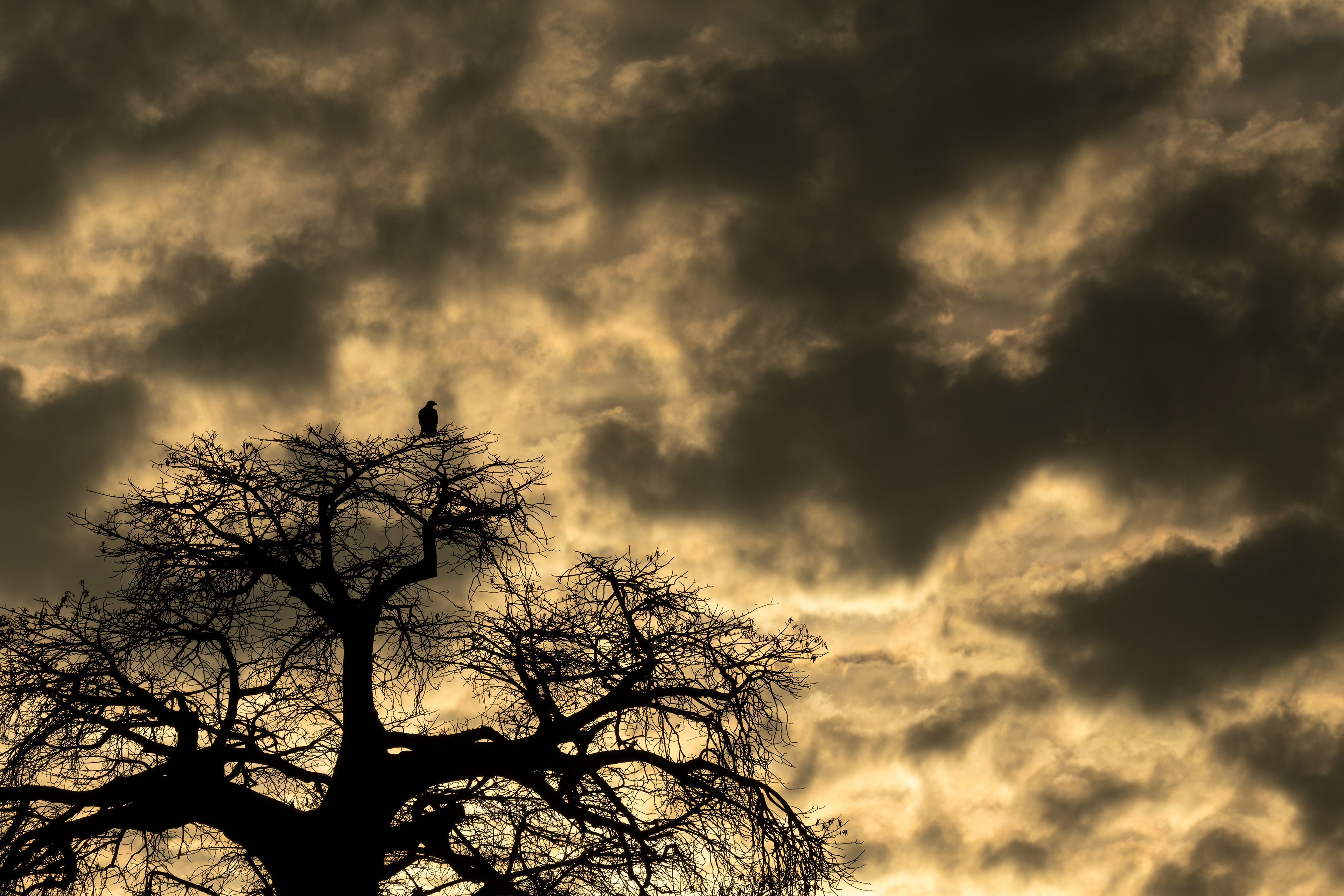 Verreaux's Eagle