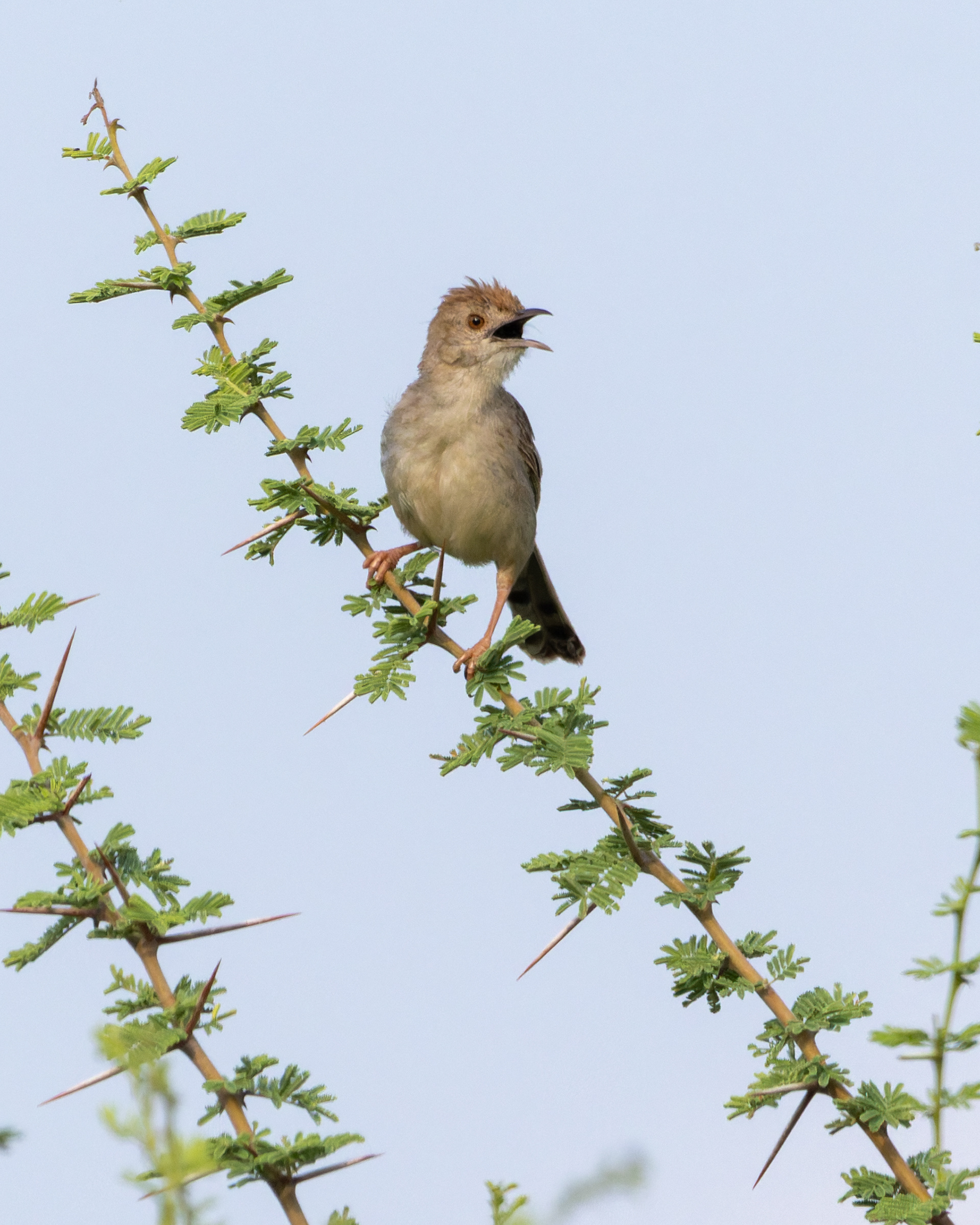 Rattling Cisticolas