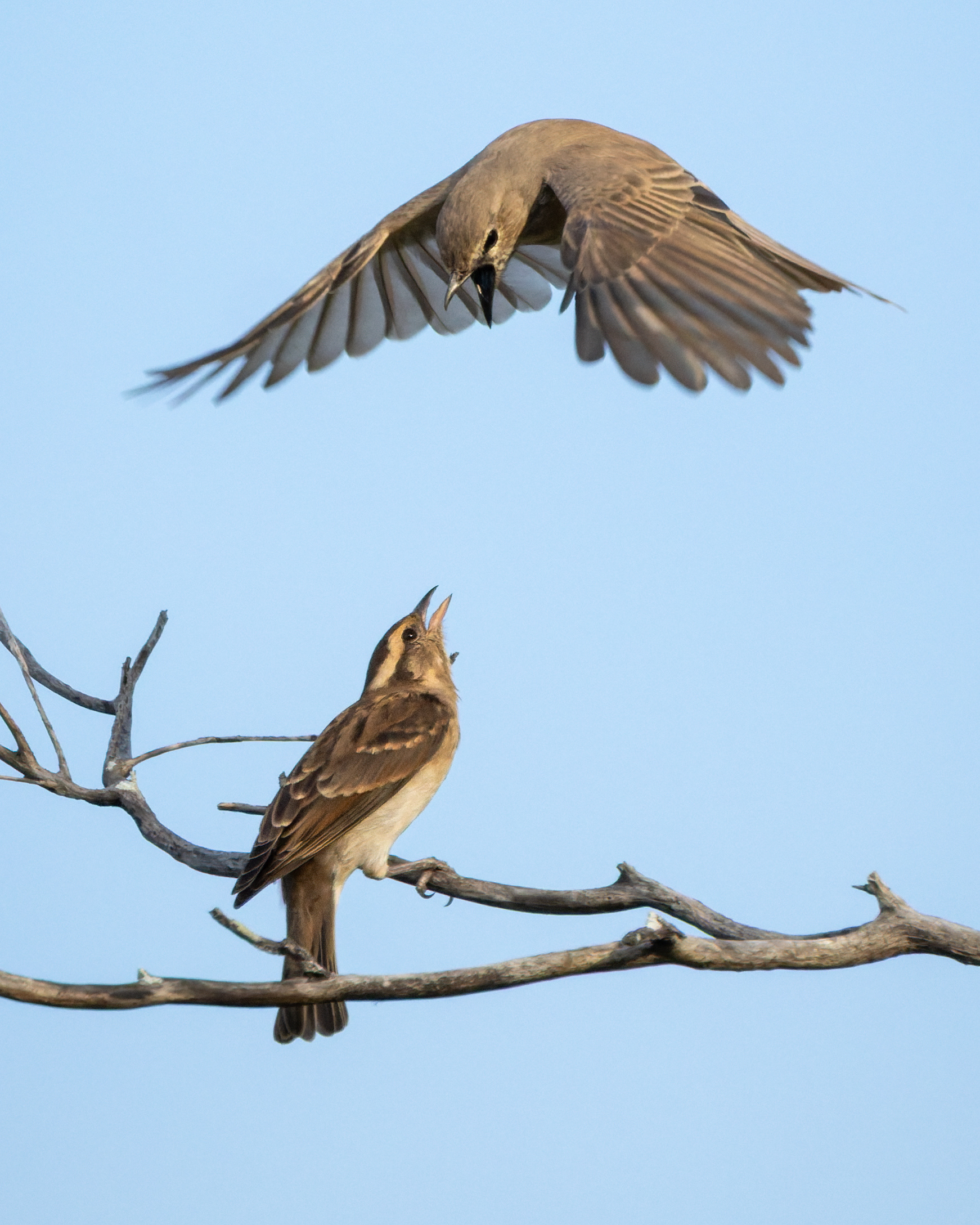 Pale Flycatcher
