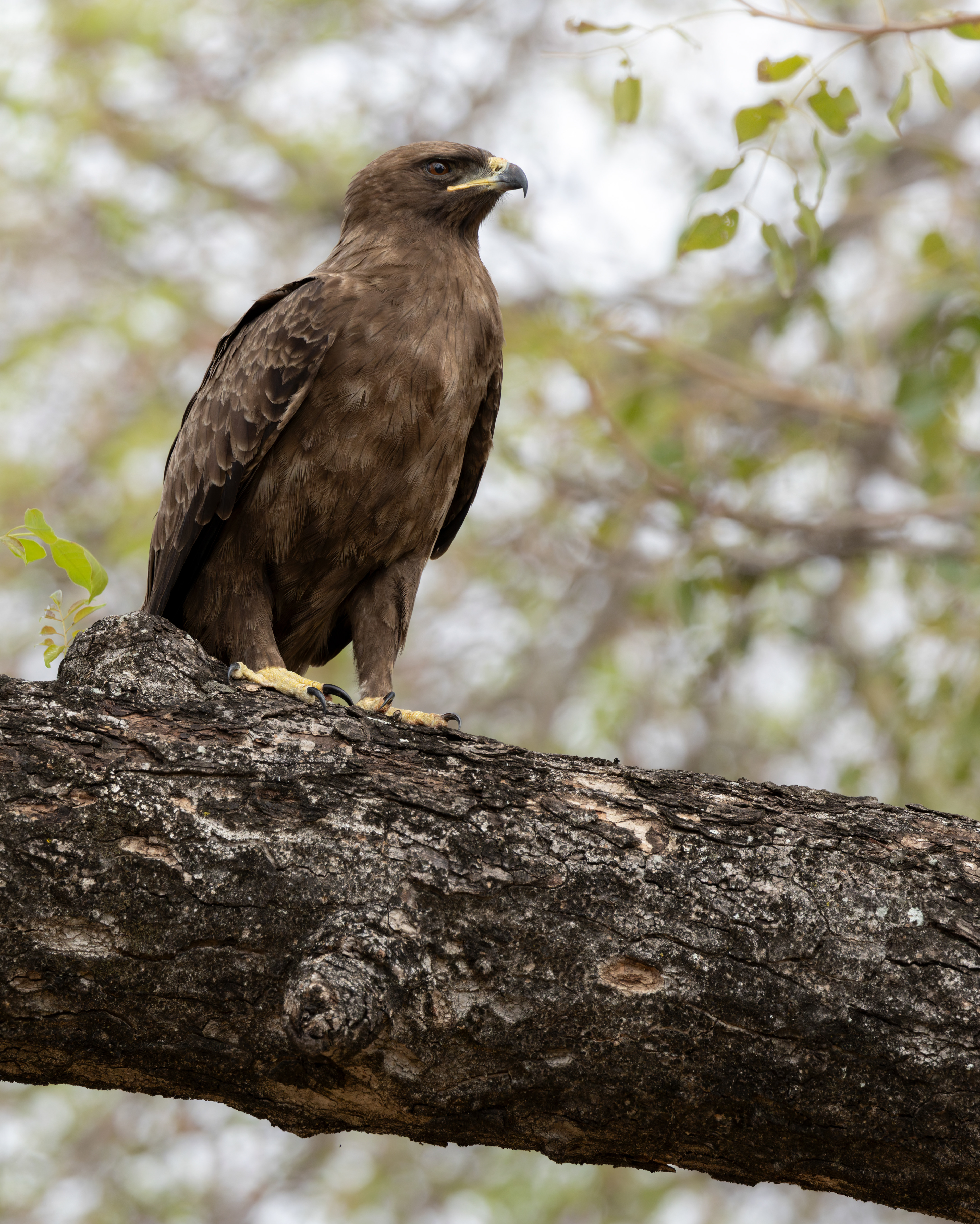 Wahlberg's eagle