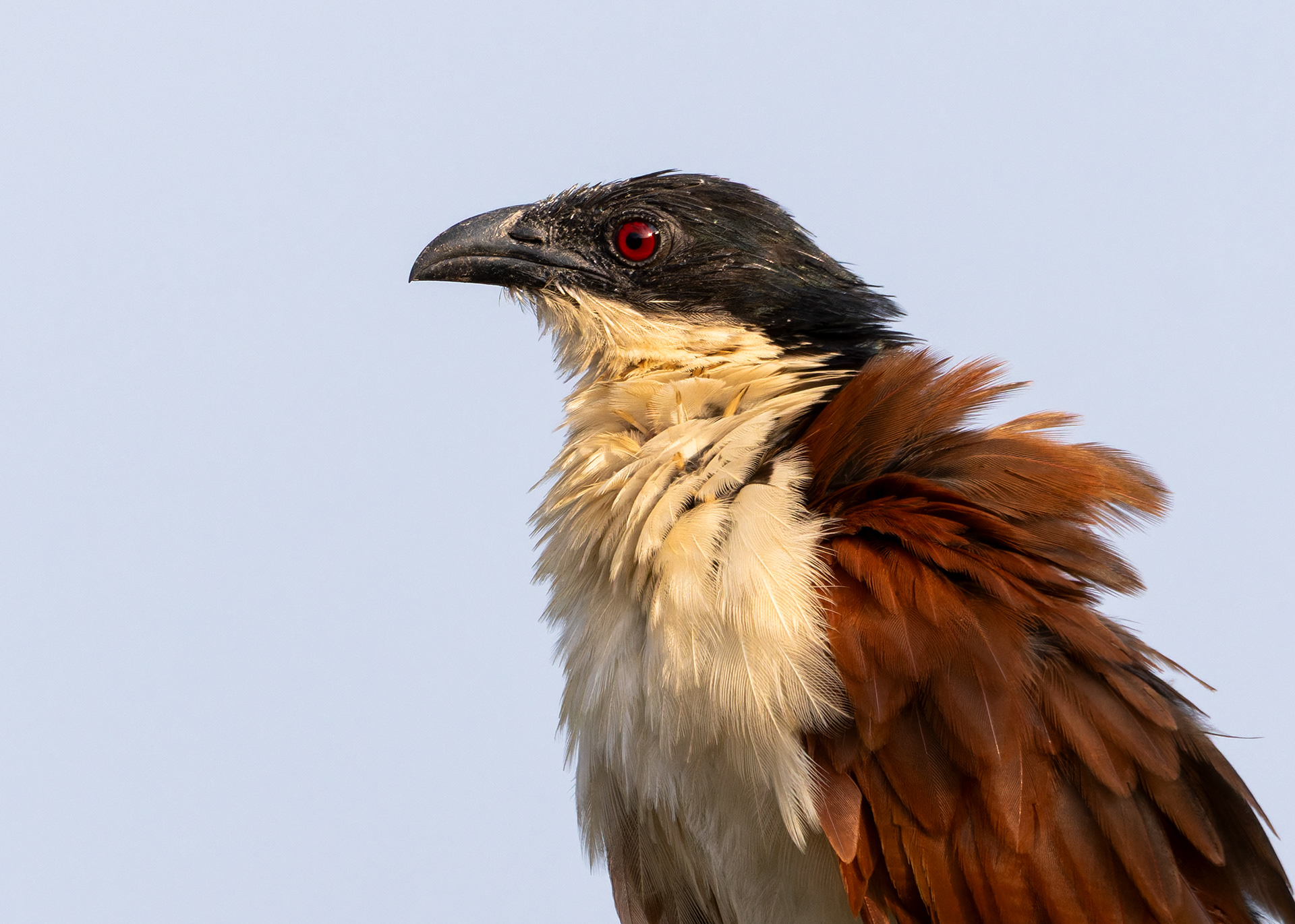 Senegal Coucal