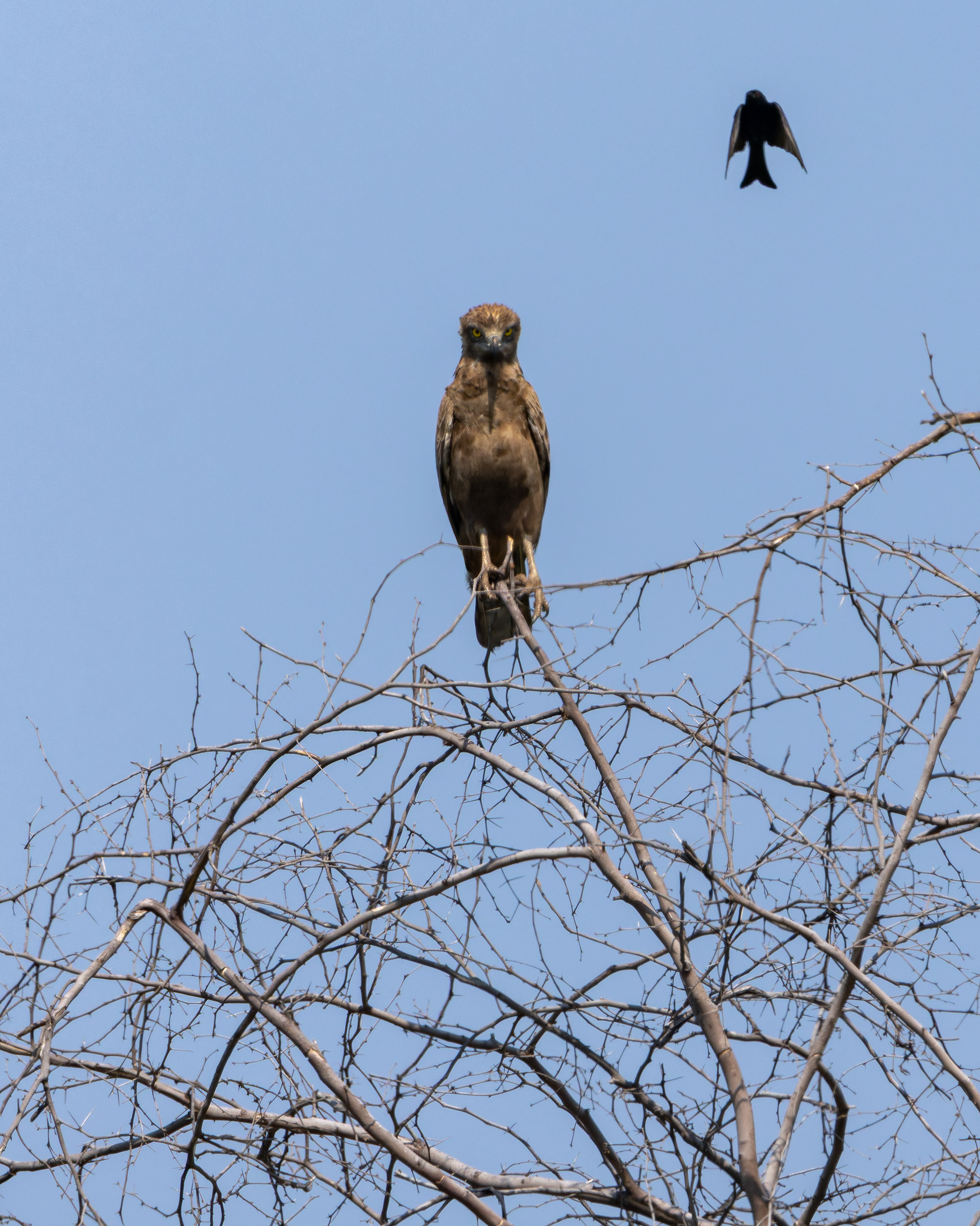 Brown Snake-eagle