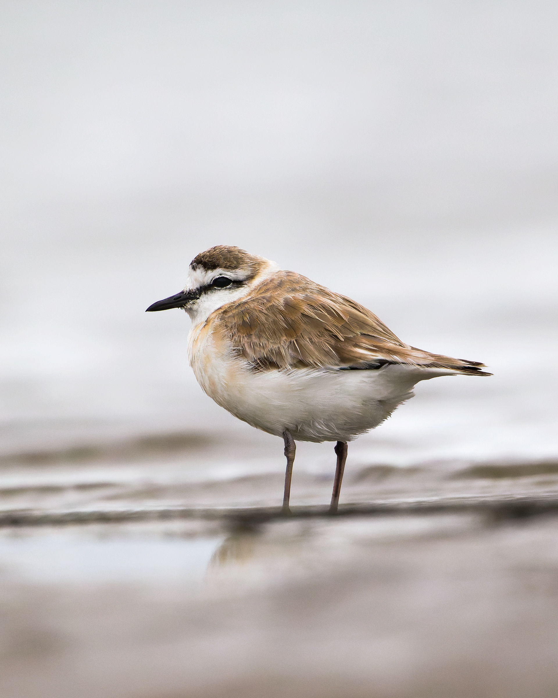 White-fronted Plover