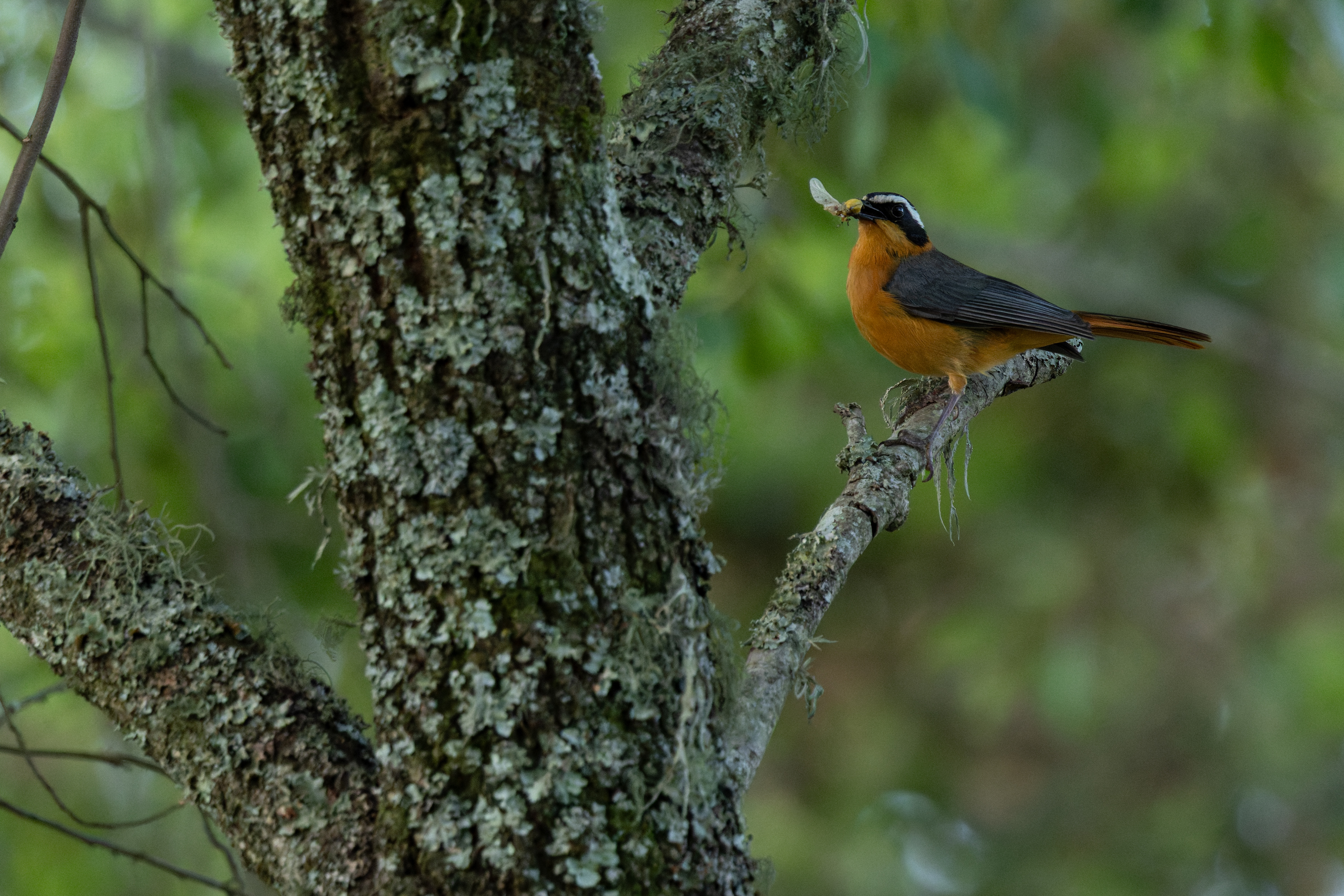 White-browed Robin-chat