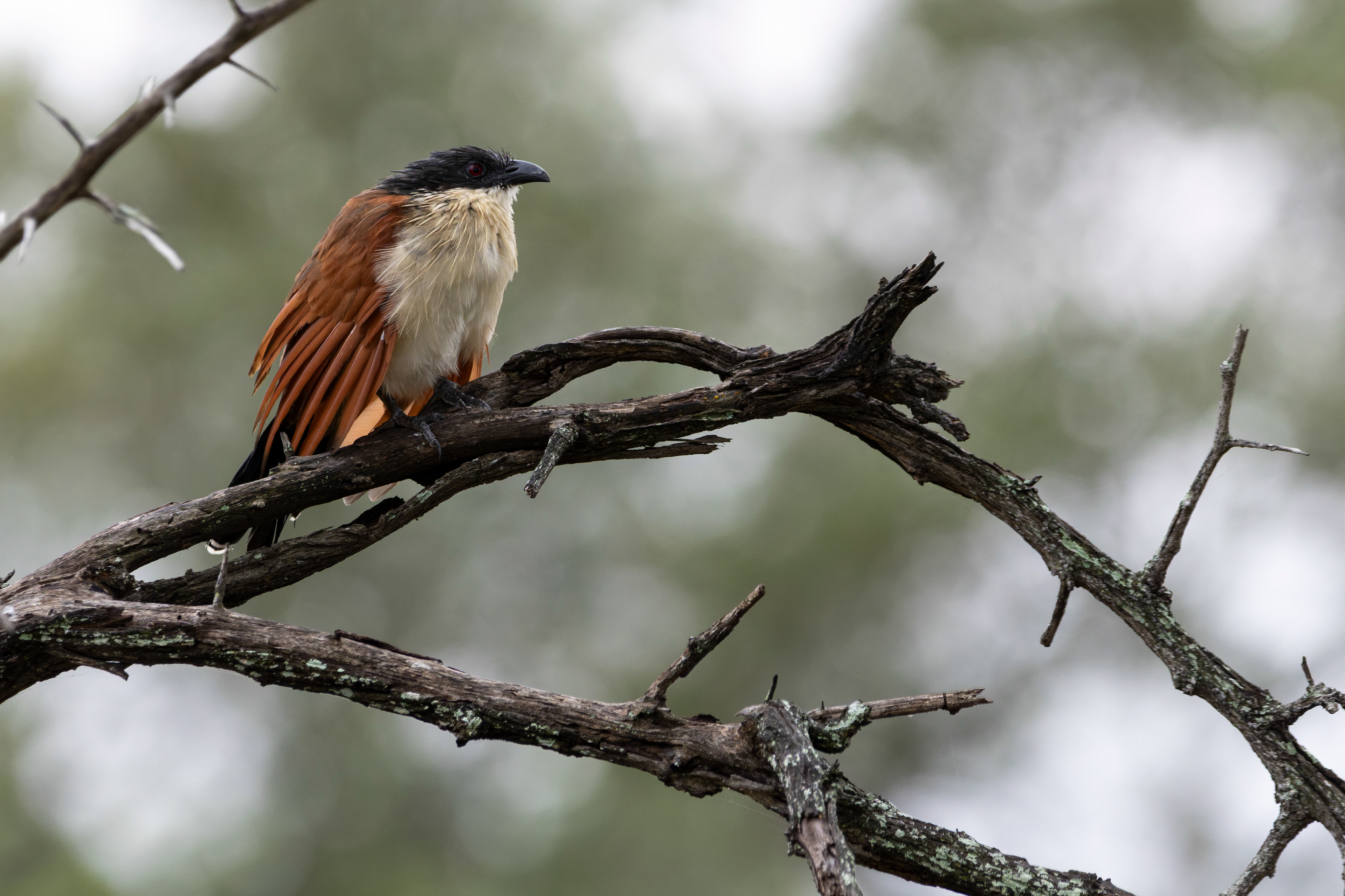 Burchell's Coucal