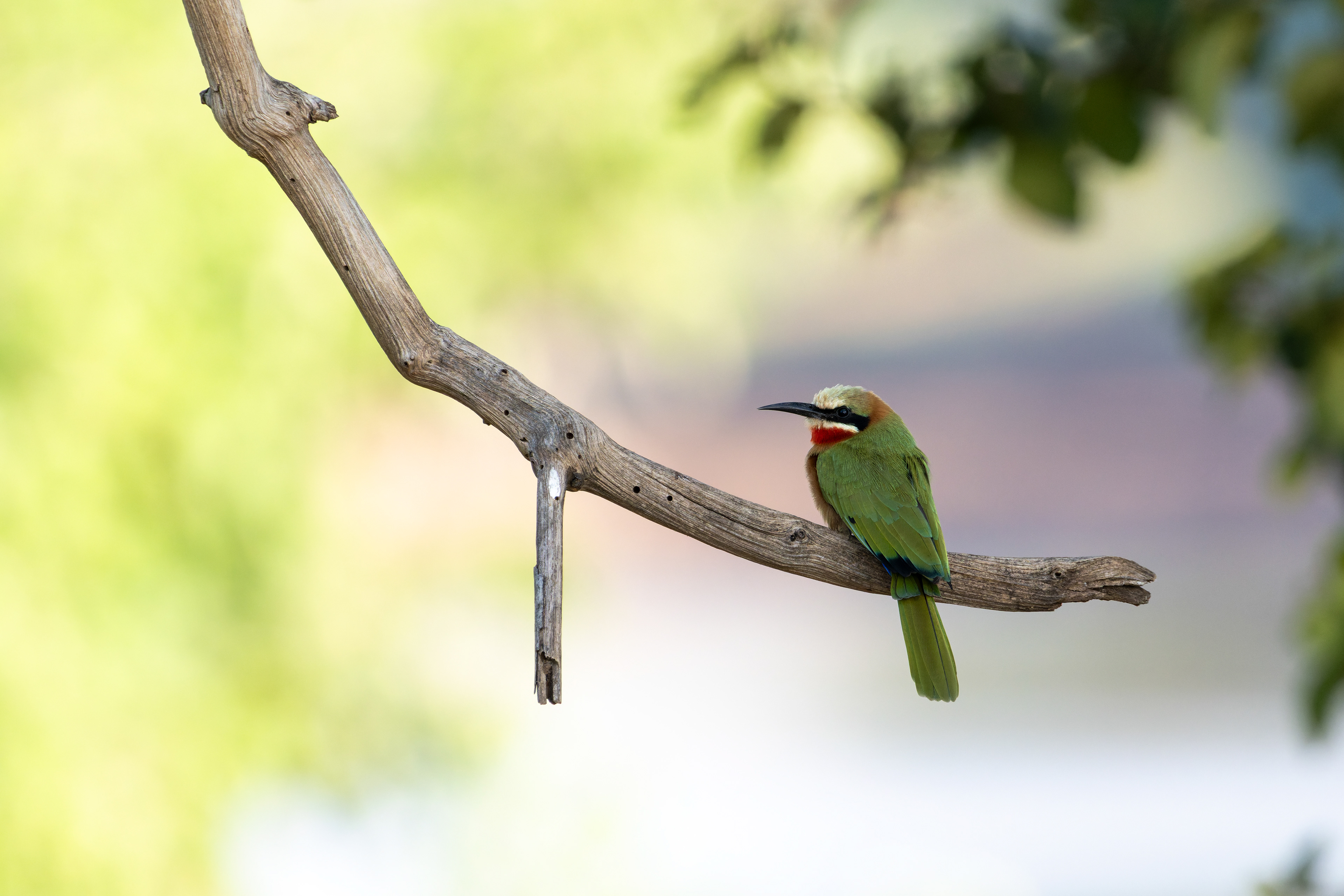 White-fronted Bee-eater