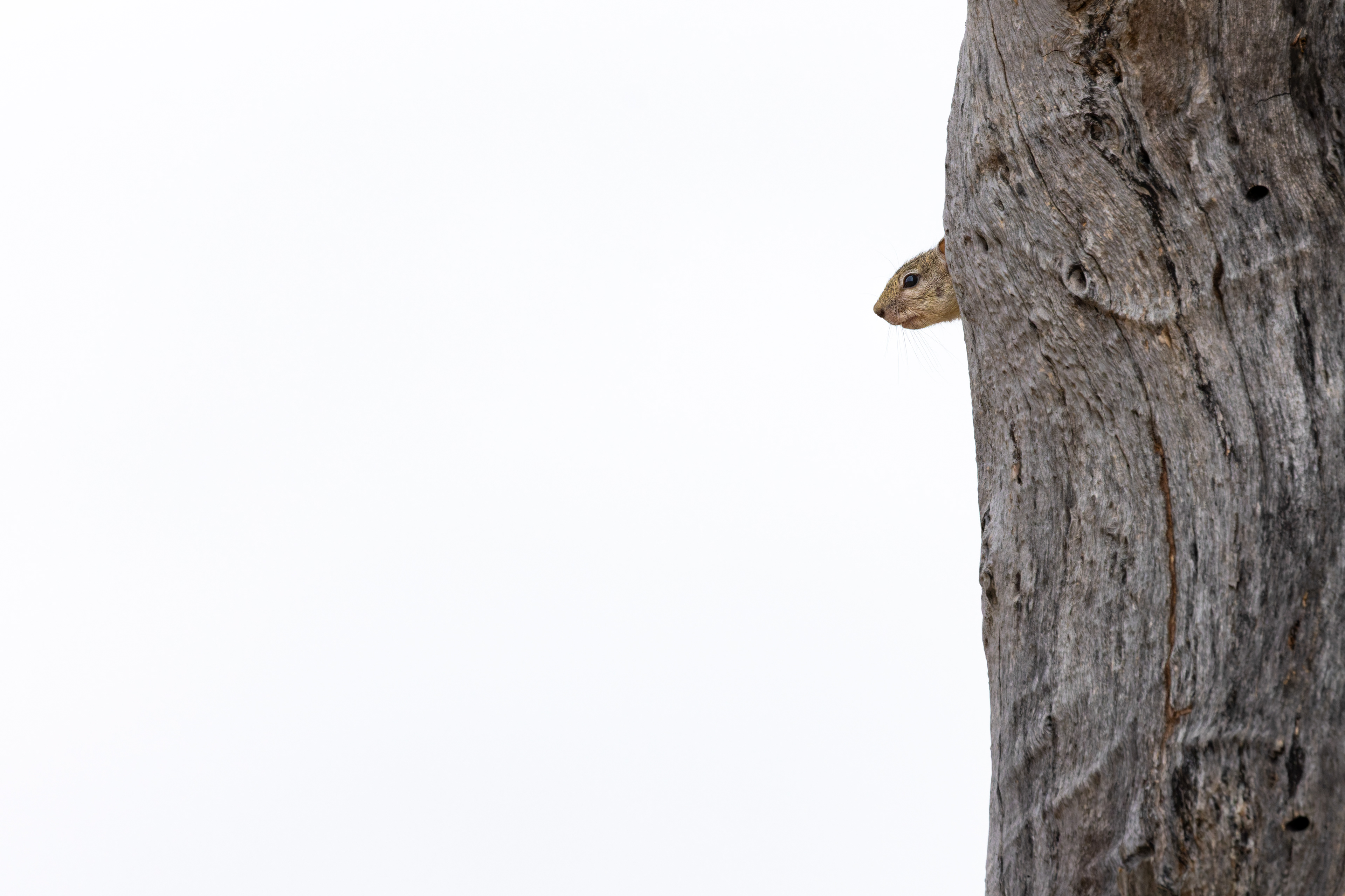 Tree Squirell