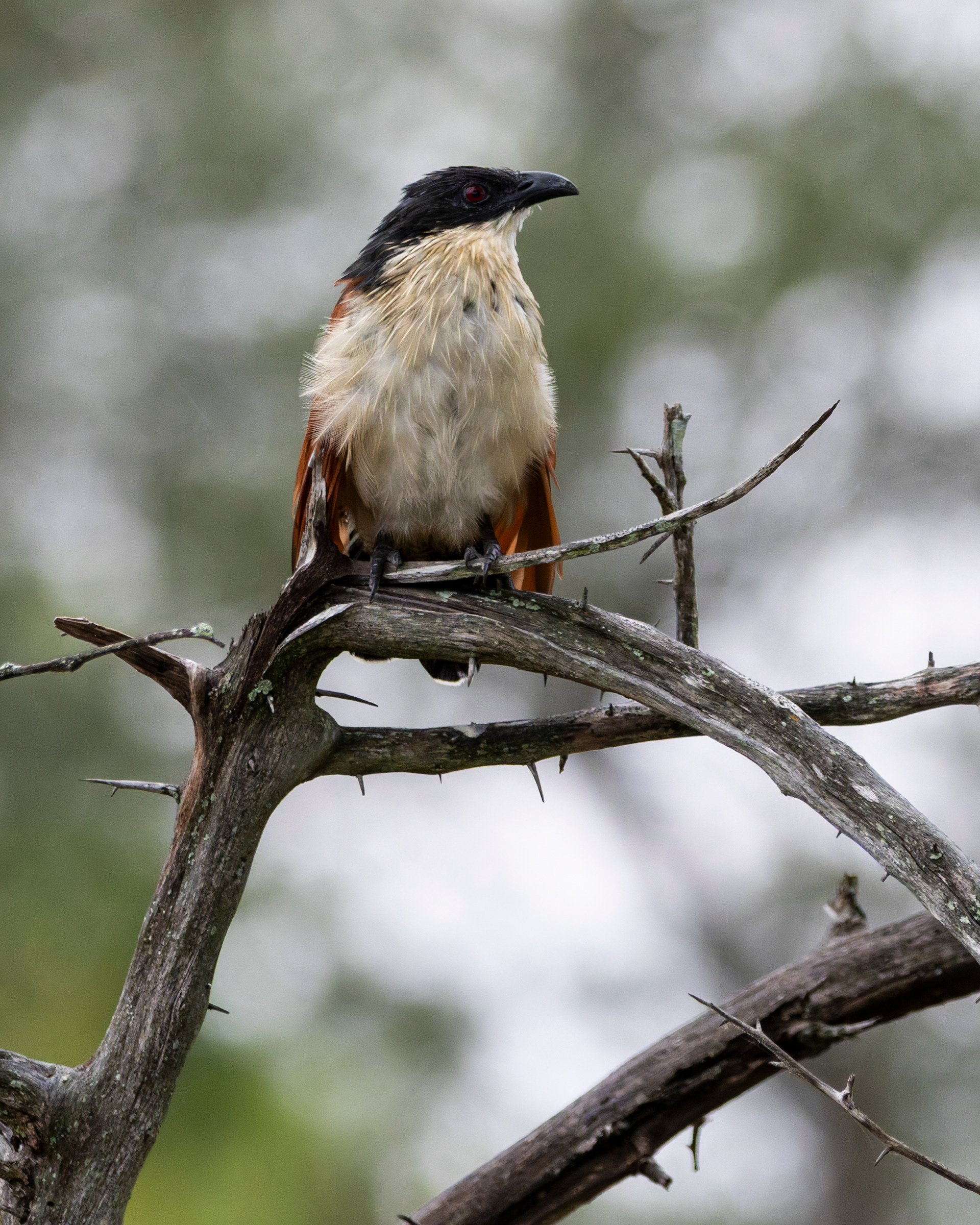Burchell's Coucal