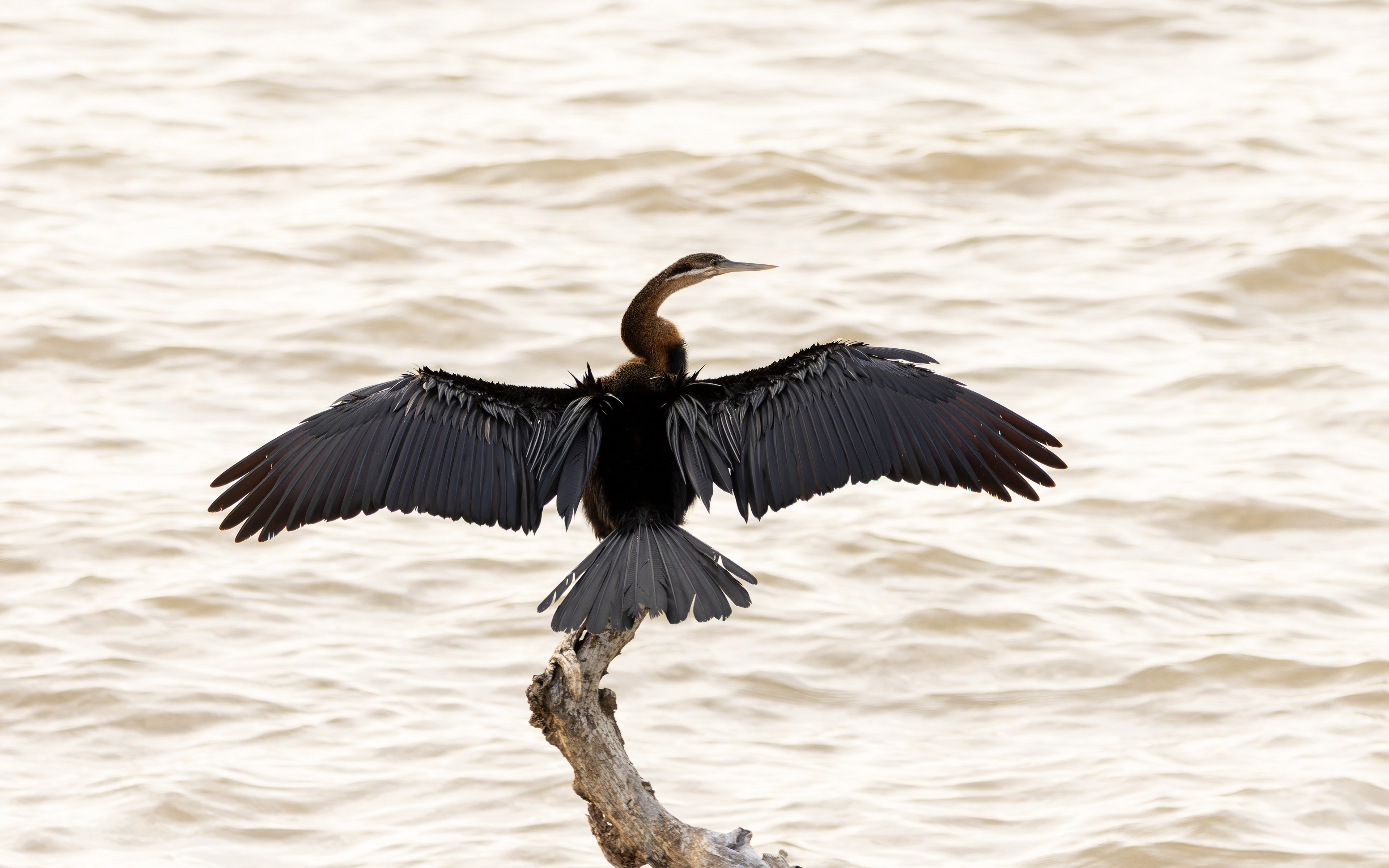 African Darter