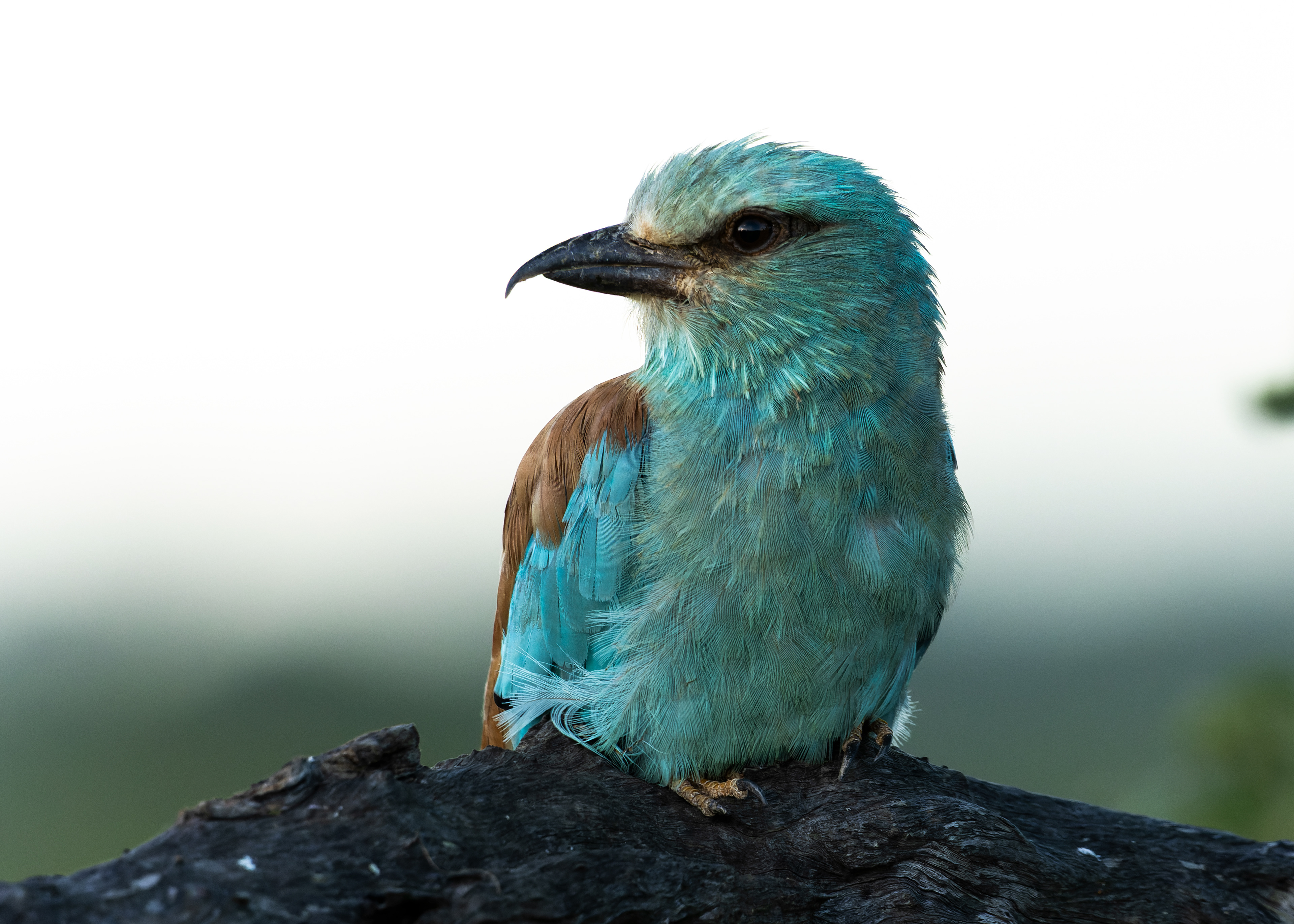 European Roller