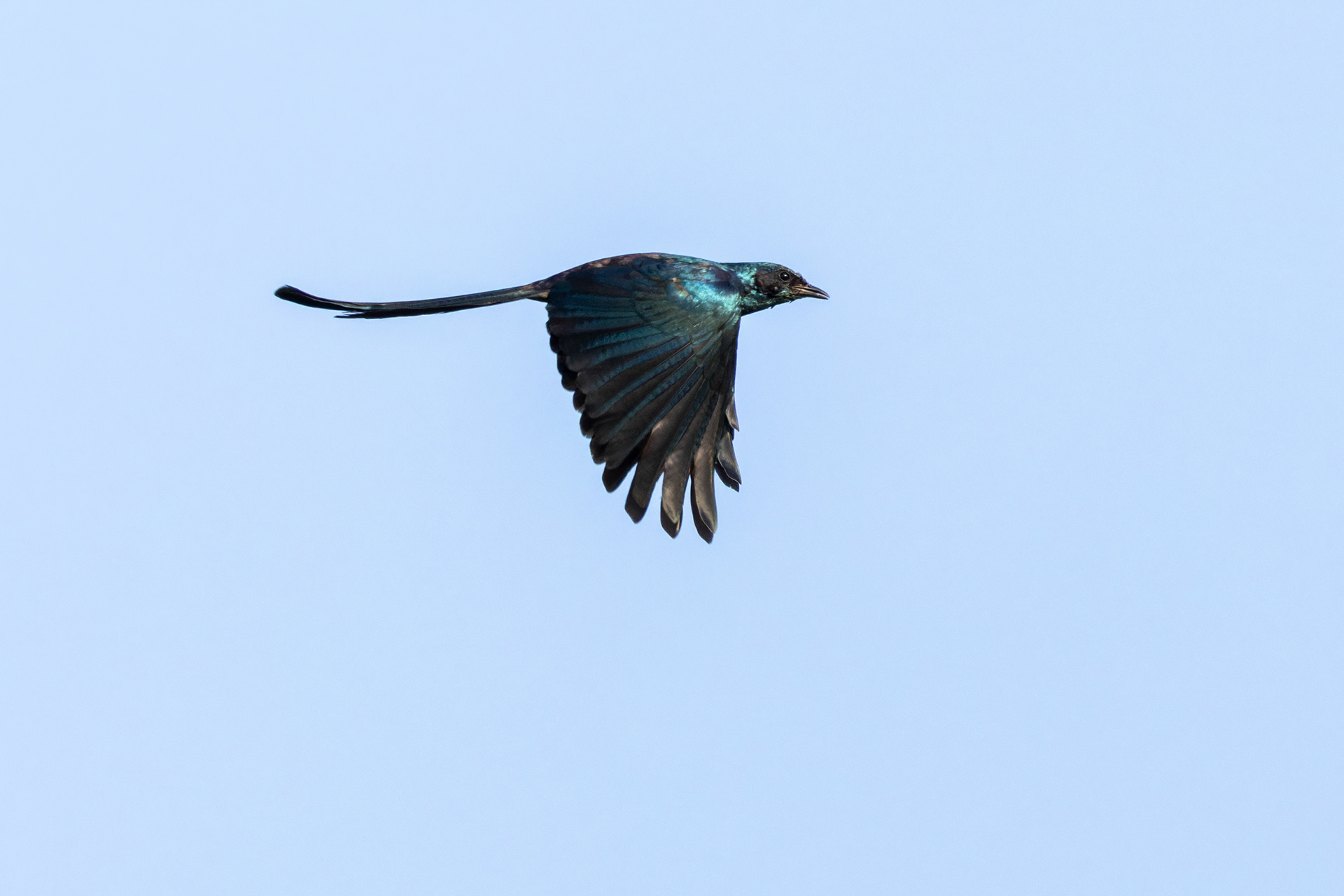 Meves's Starling