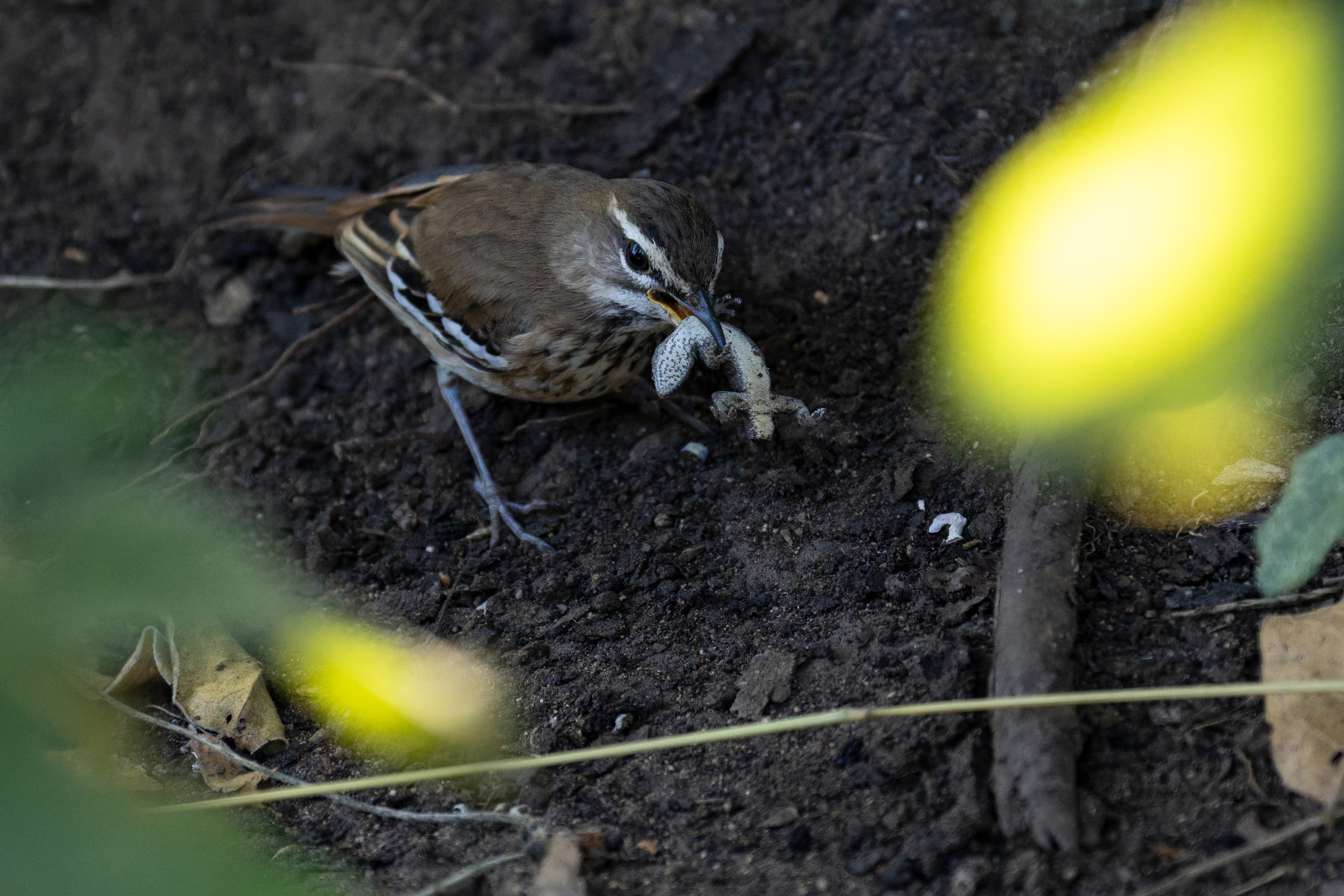 White-browed Scrub-robin