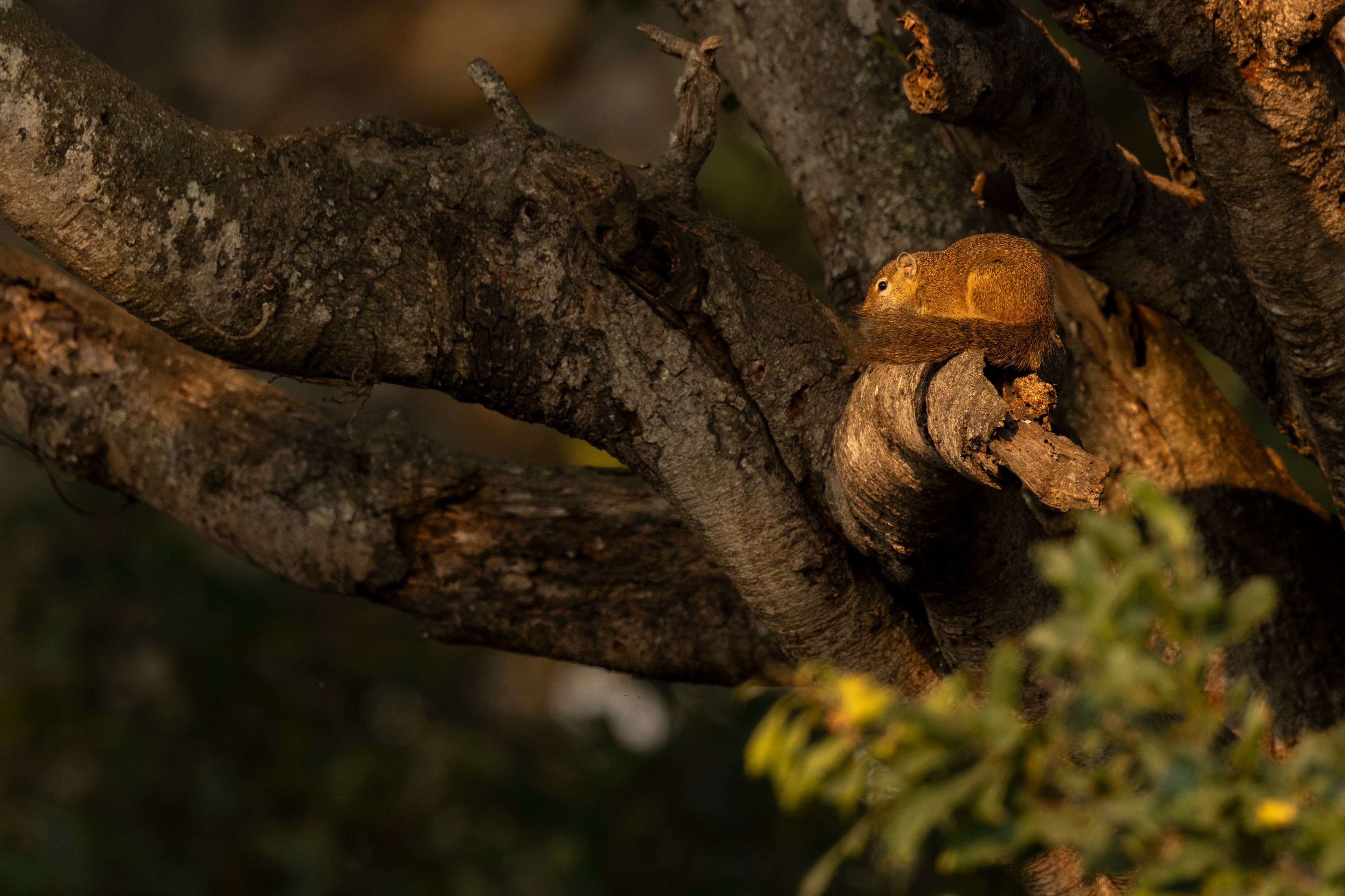 Tree Squirell
