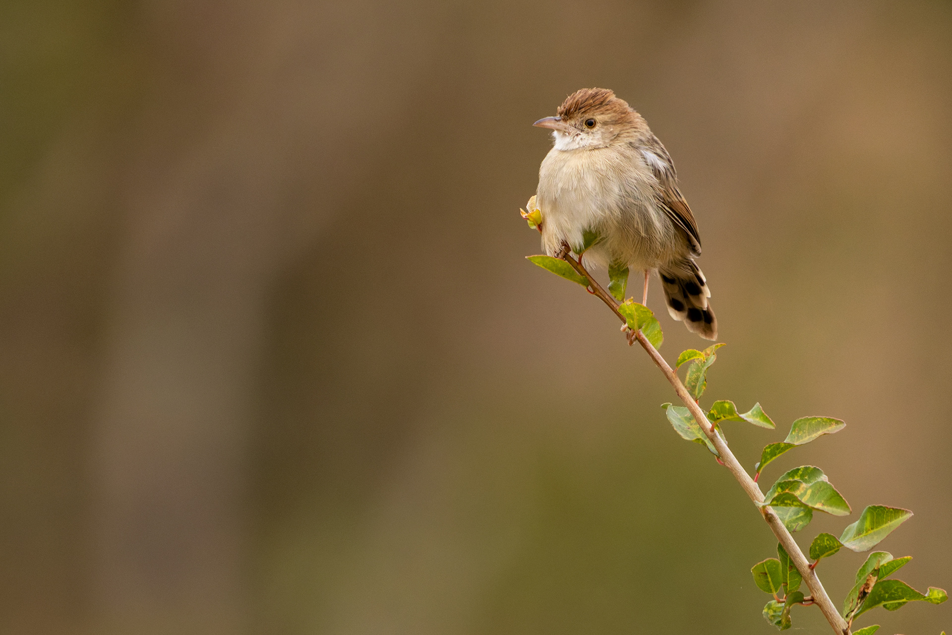 Rattling Cisticola