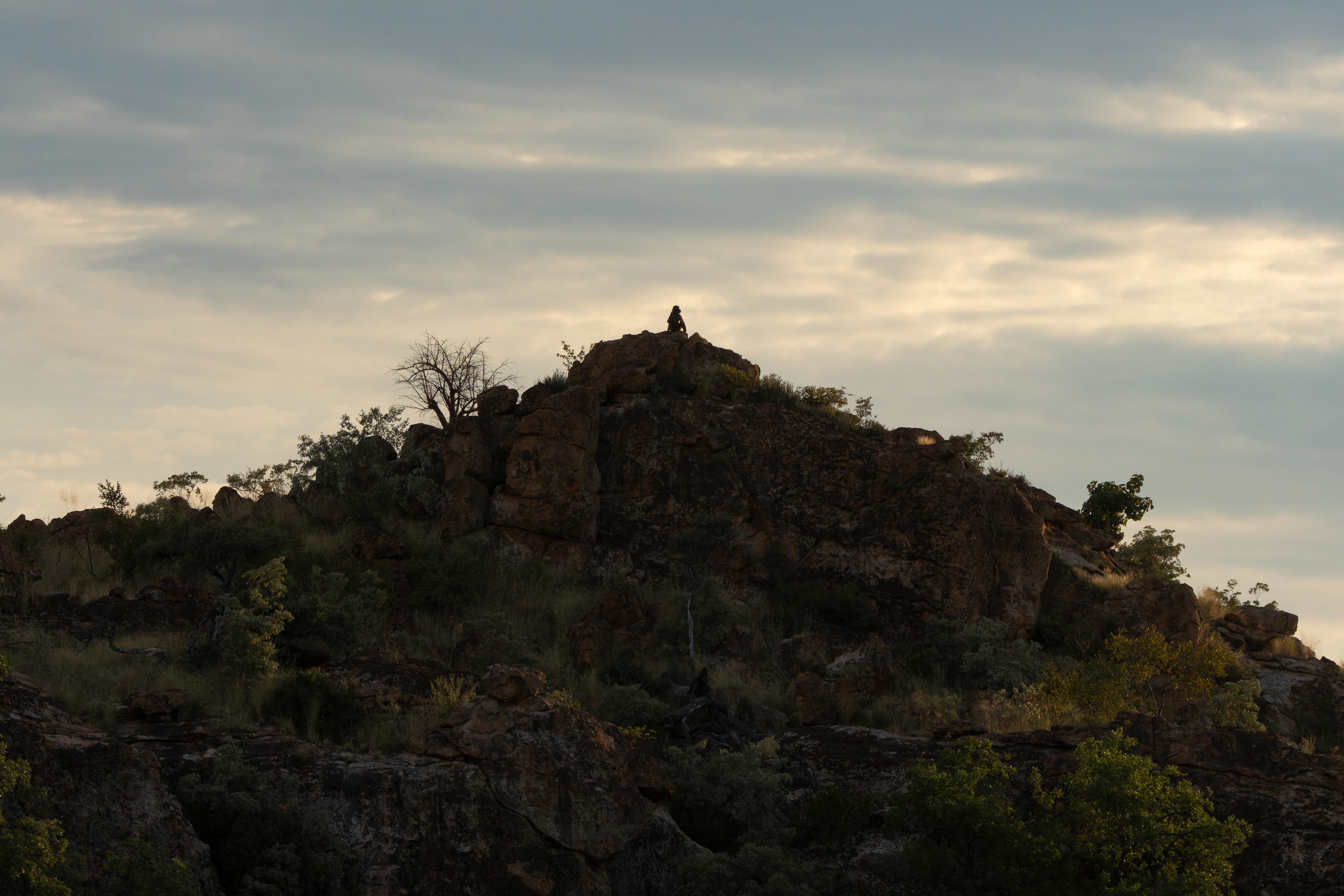 Chacma Baboon
