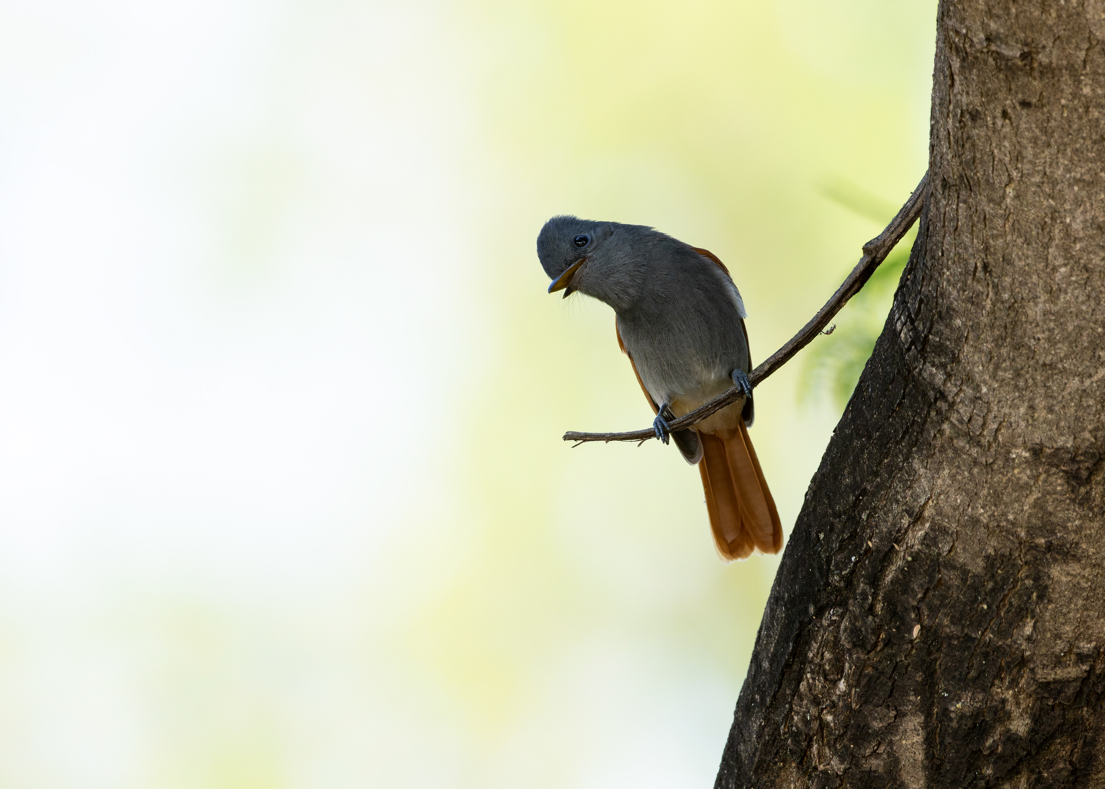 Paradise Flycatcher