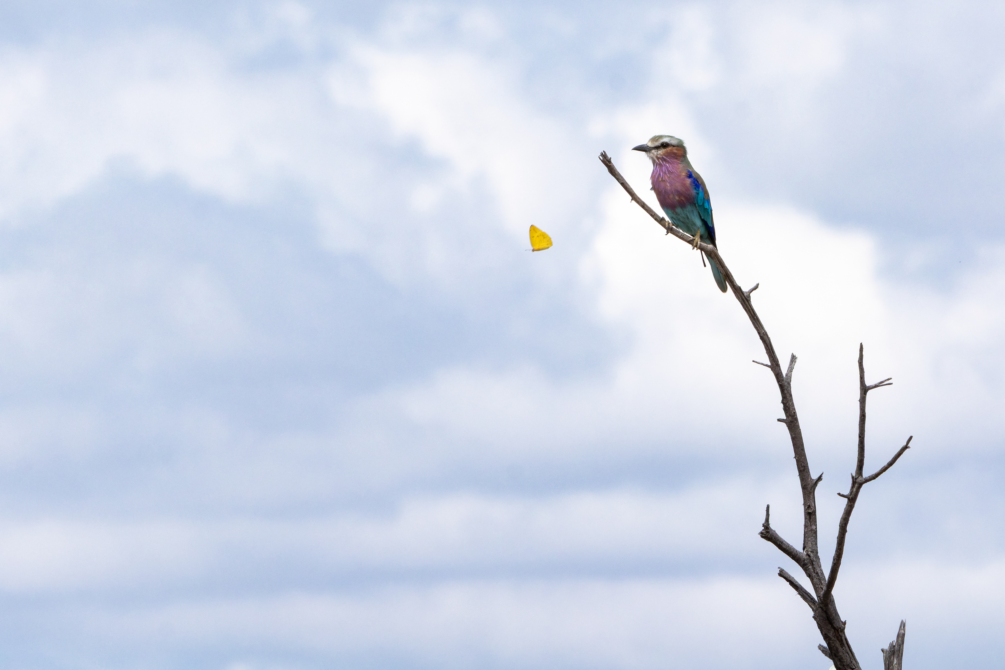 Lilac-breasted Roller