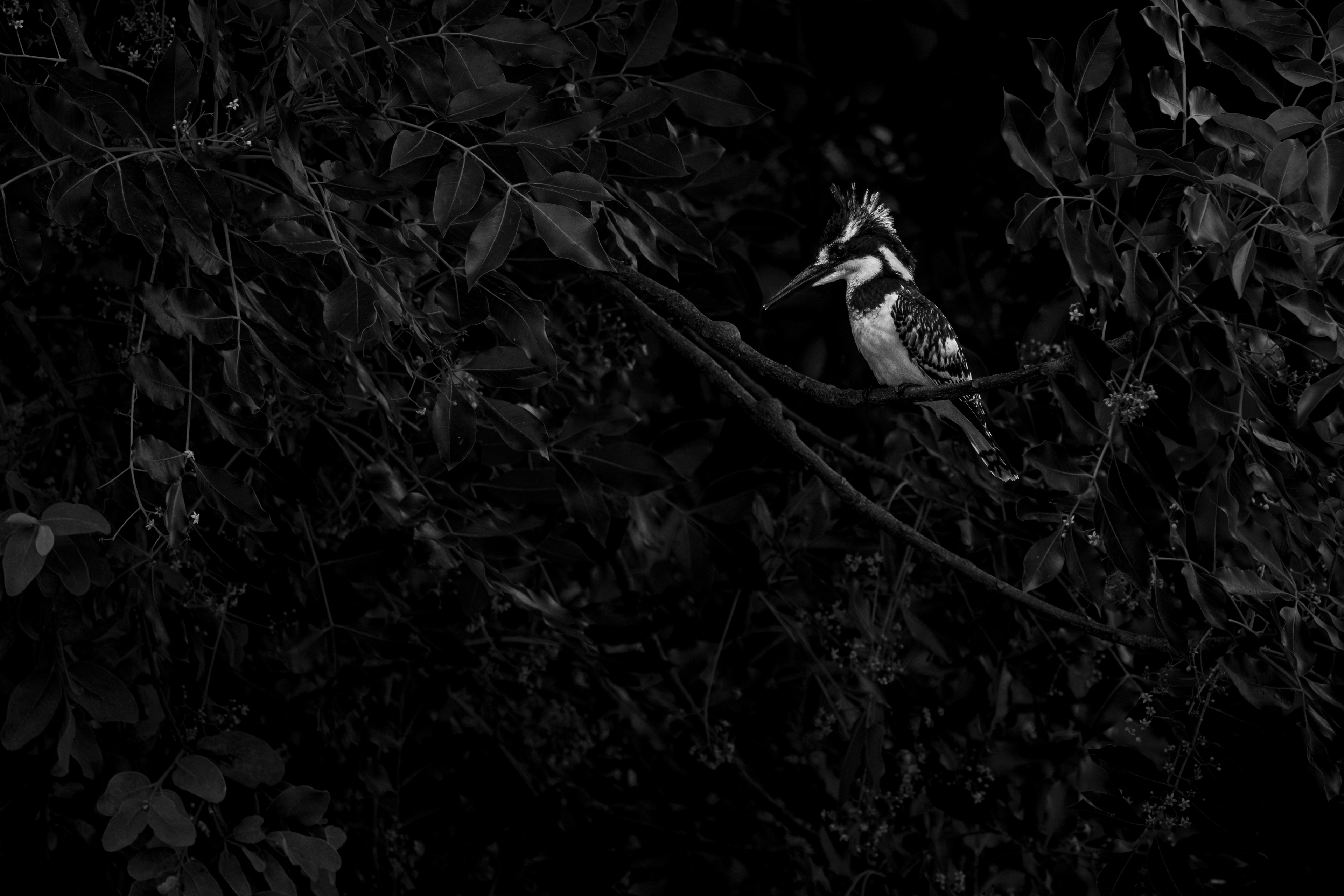 Pied Kingfisher