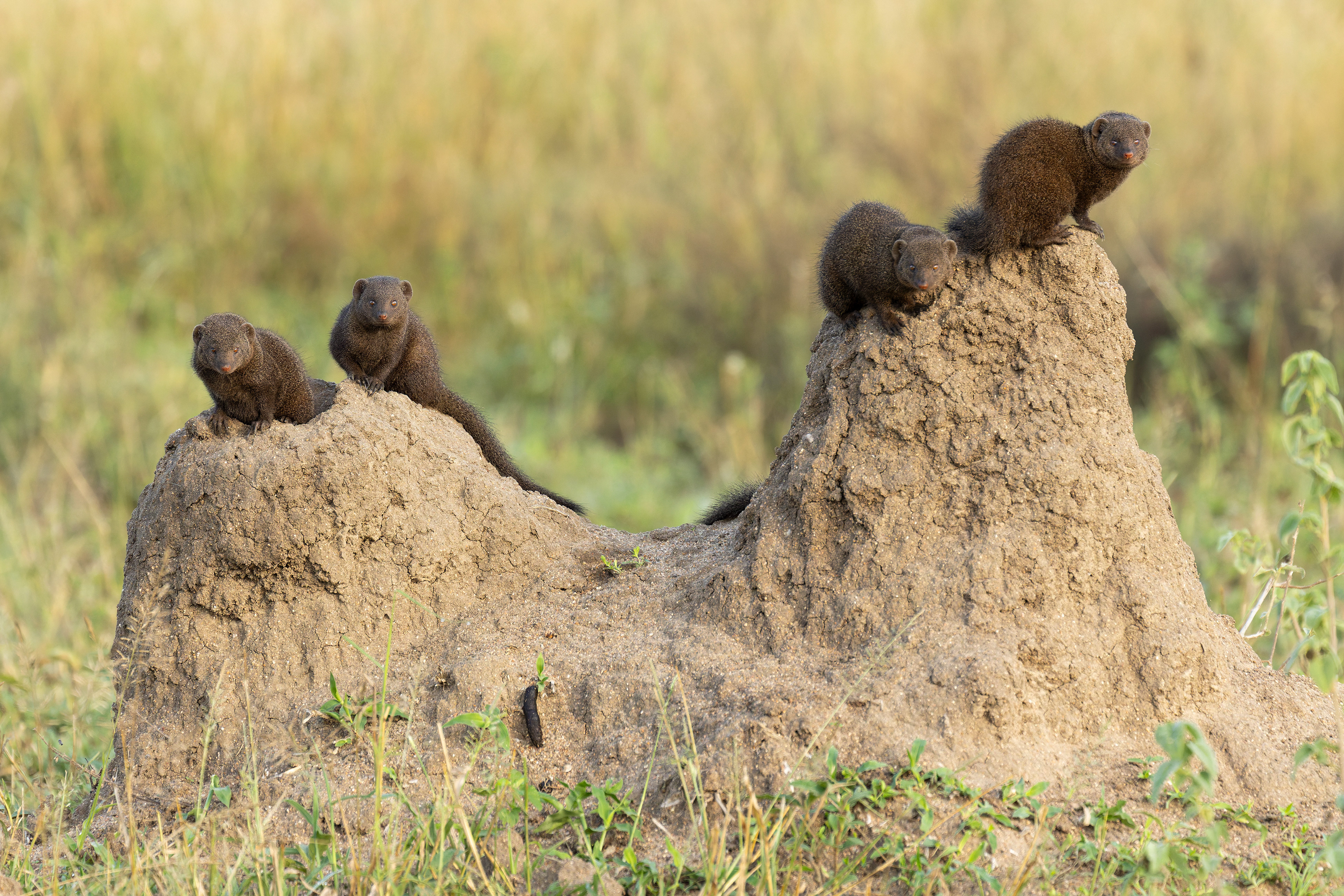 Dwarf Mongoose