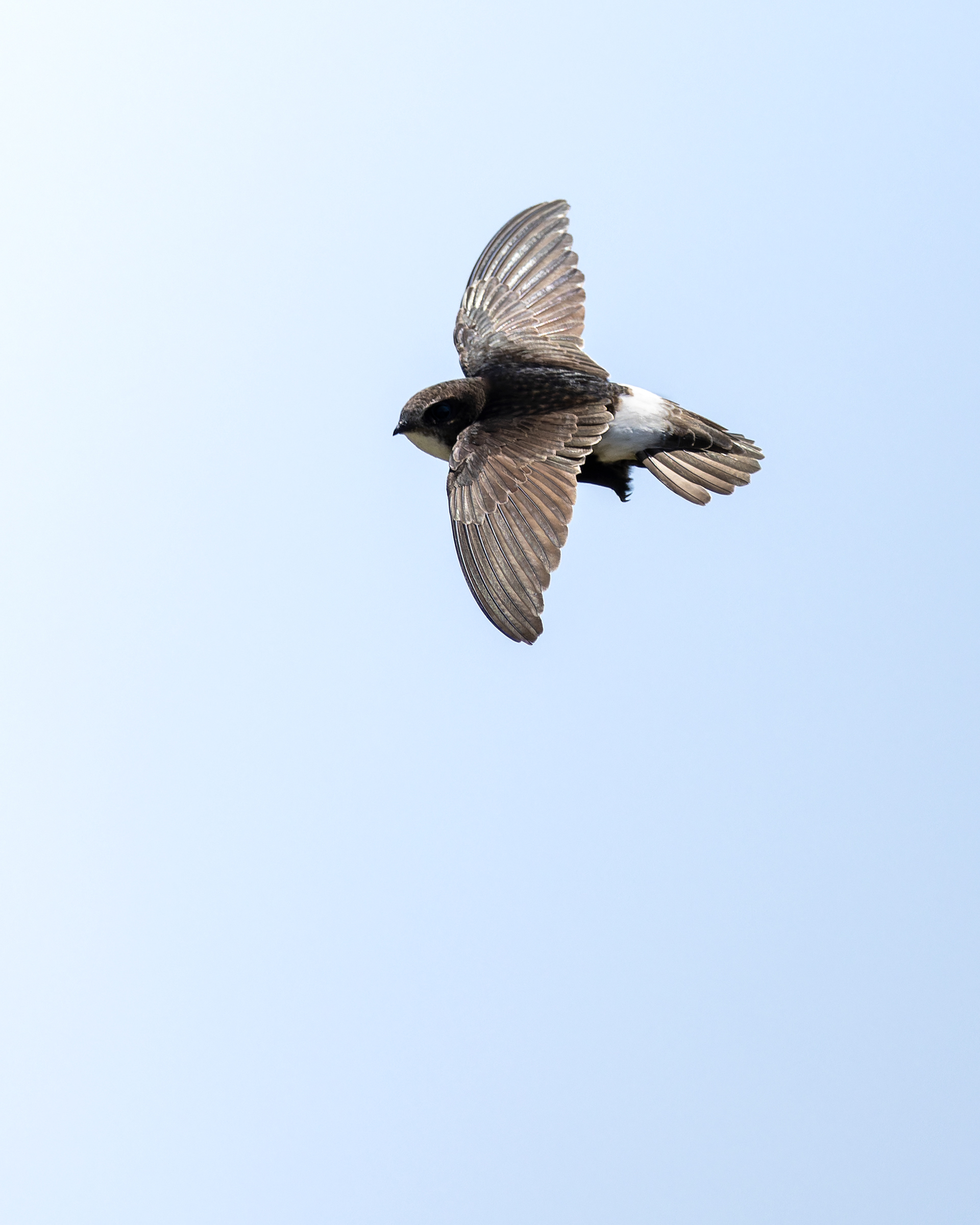 Little Swift