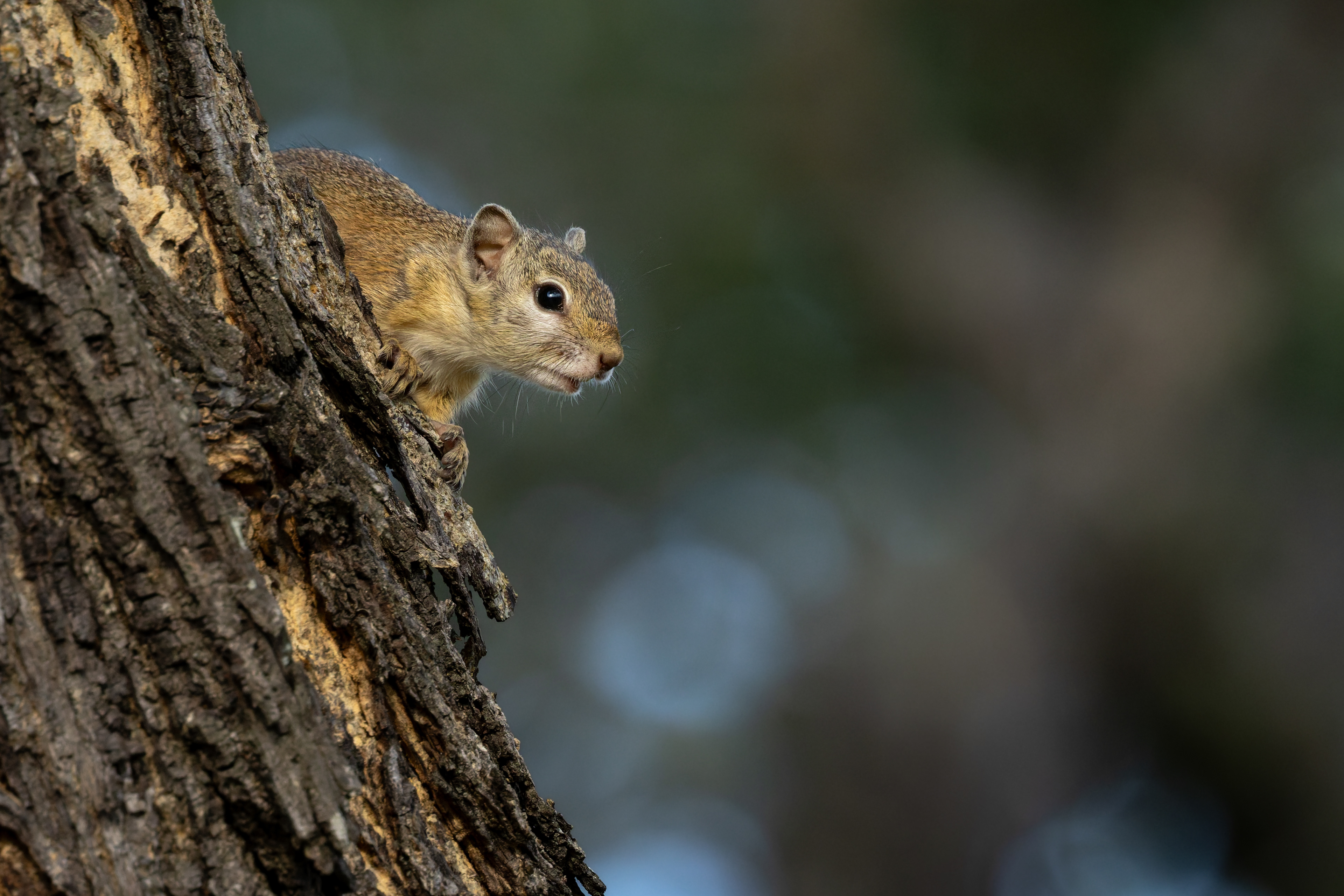 Tree Squirrel