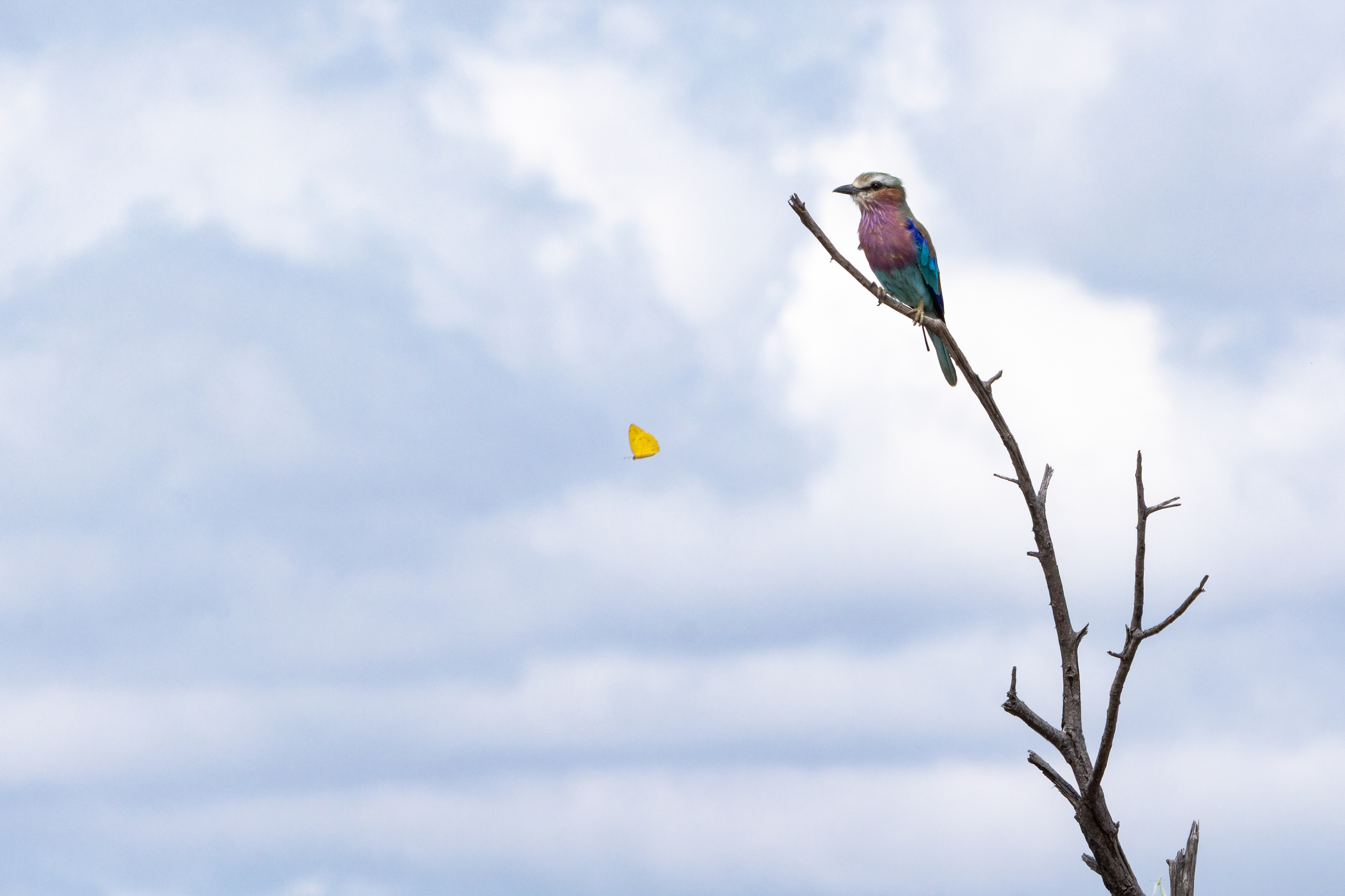 Lilac-breasted Roller