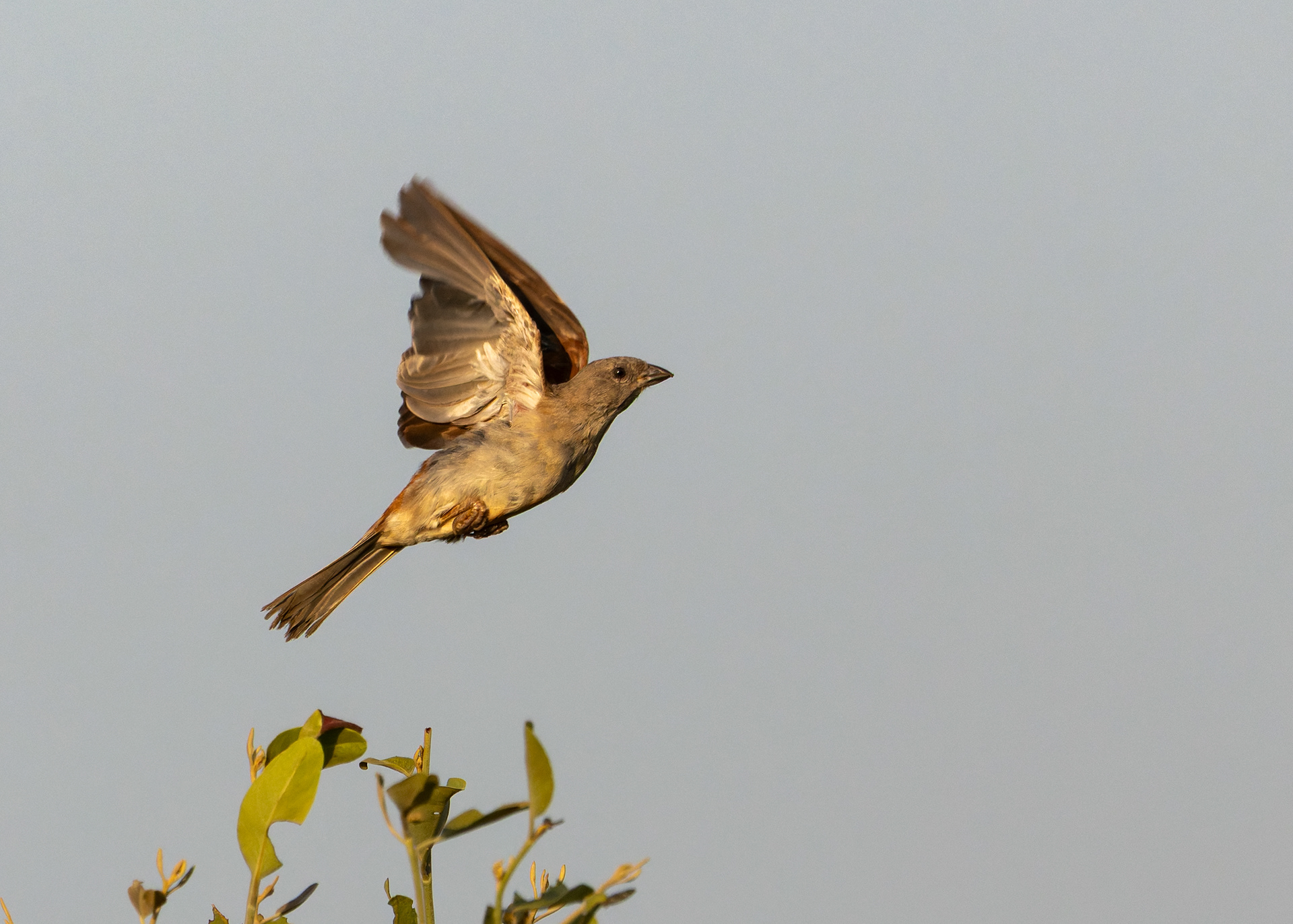 Southern Grey-headed Sparrow