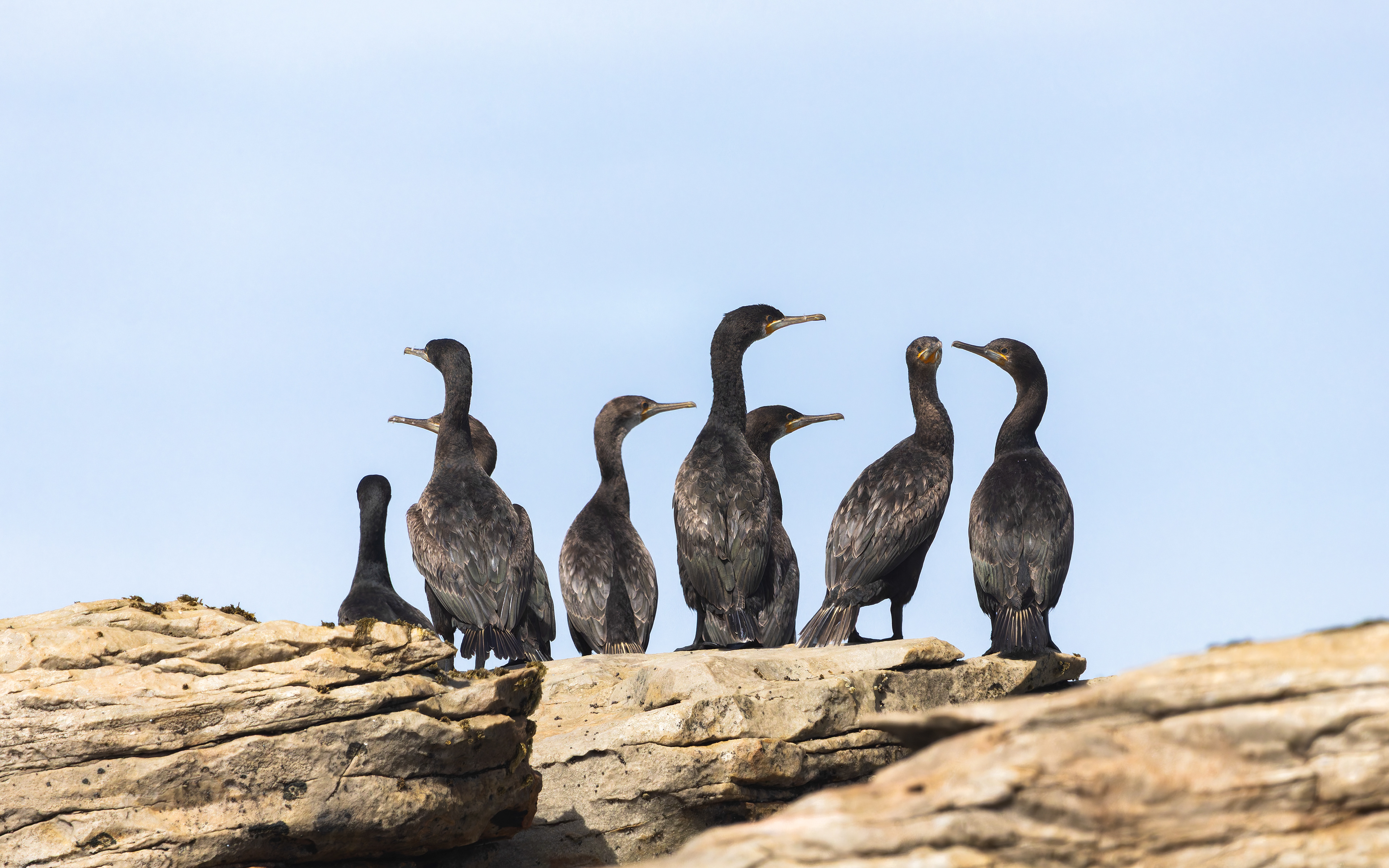 Cape Cormorant