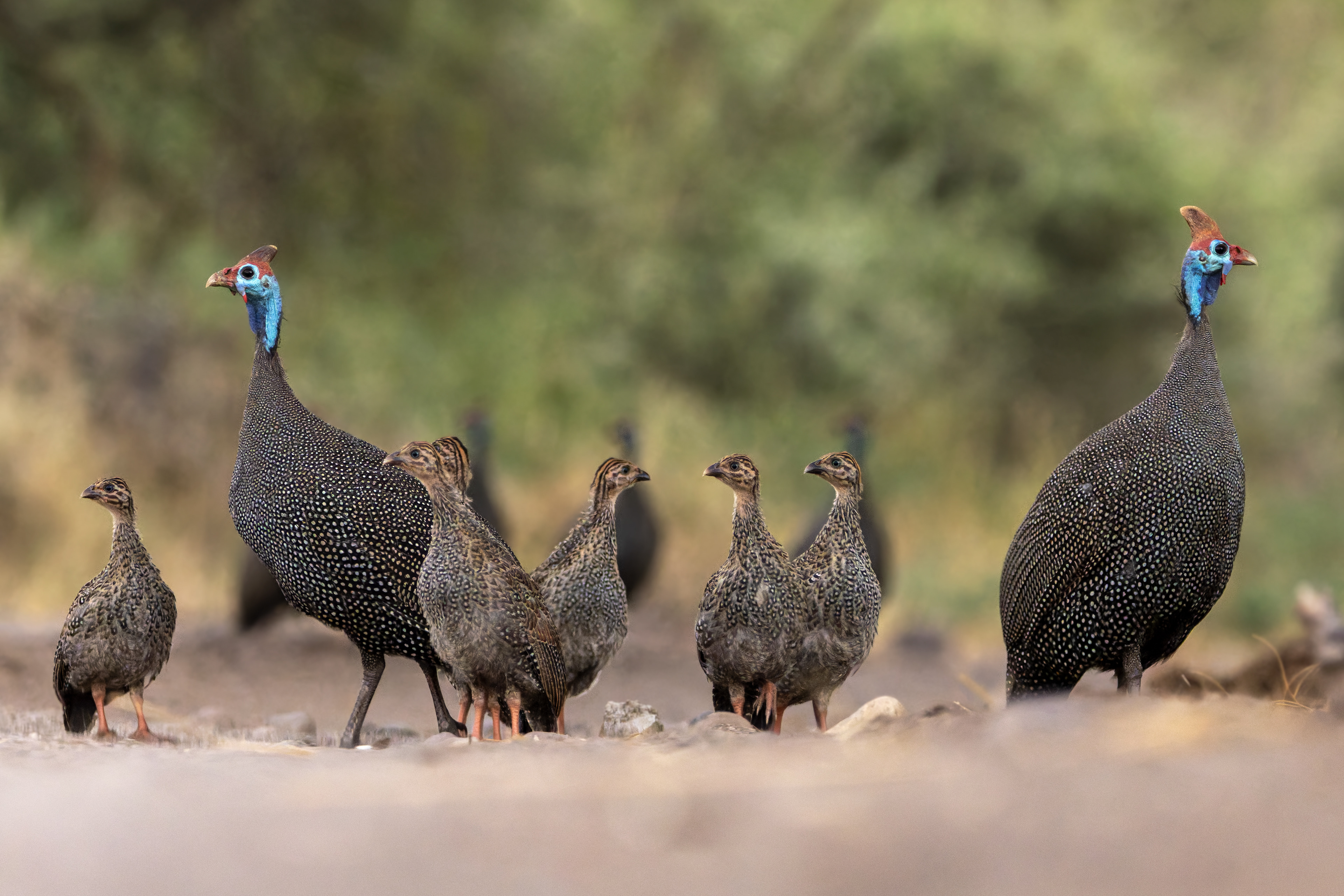 Helmeted Guineafowl