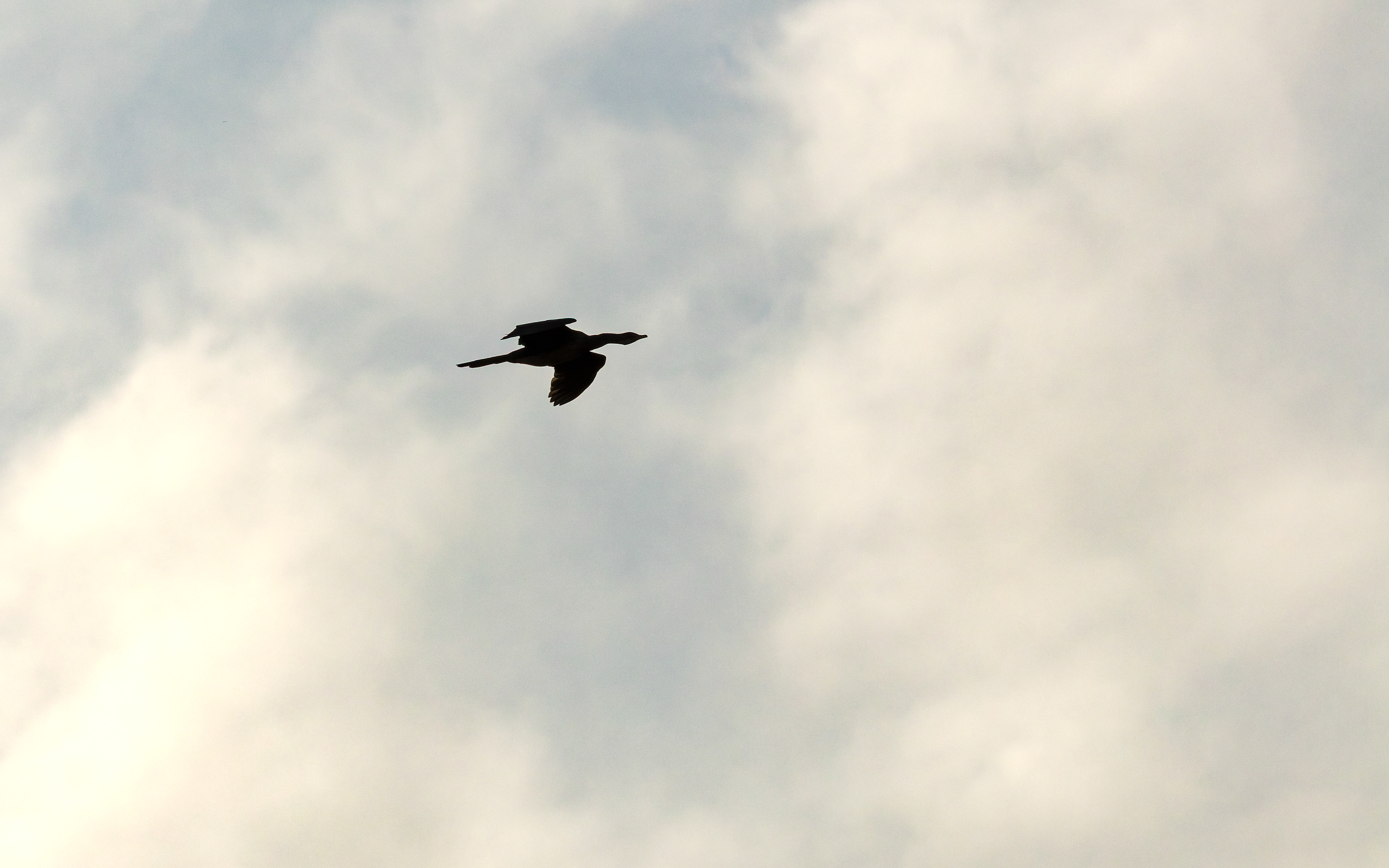 Reed Cormorant
