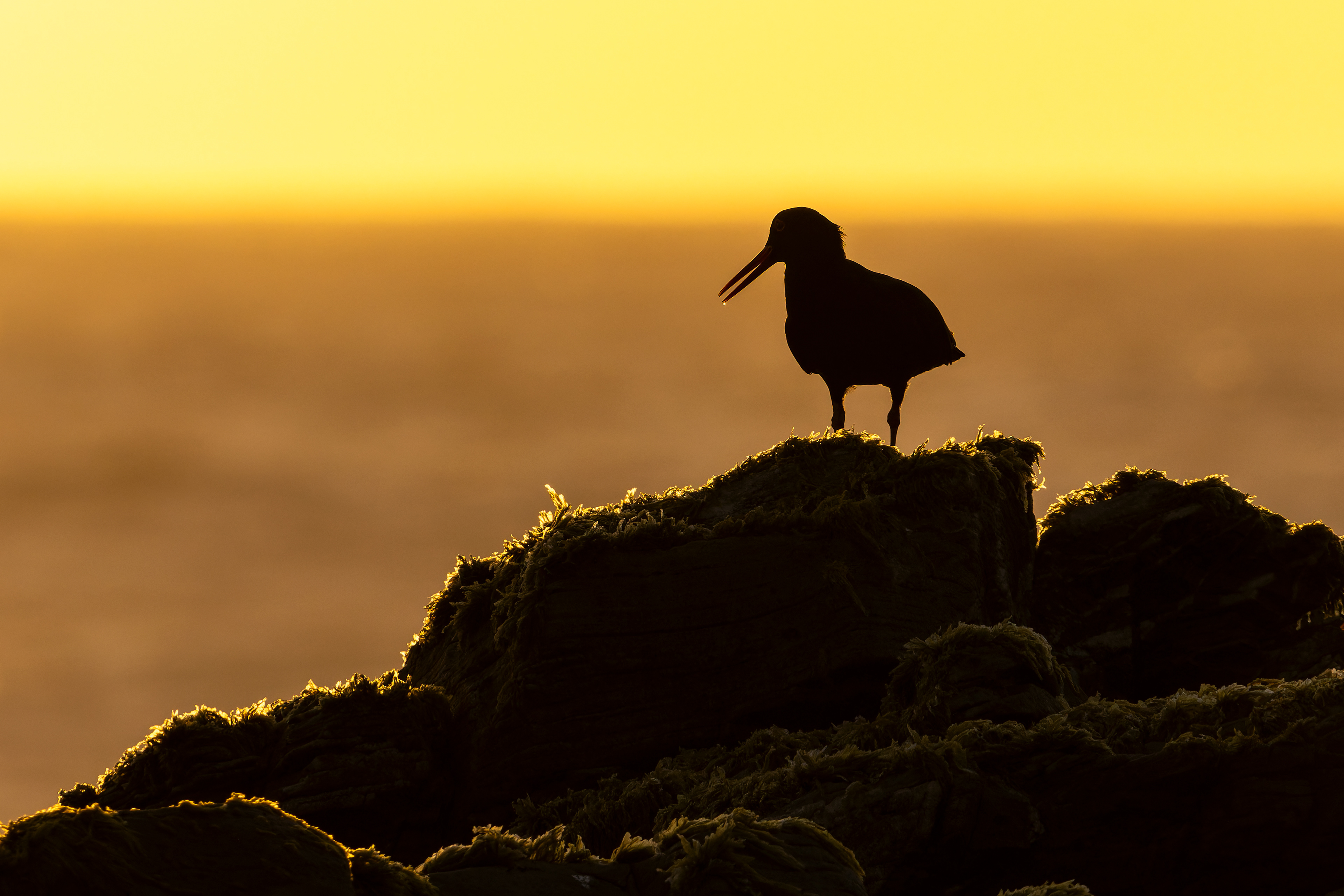 African Oystercatcher