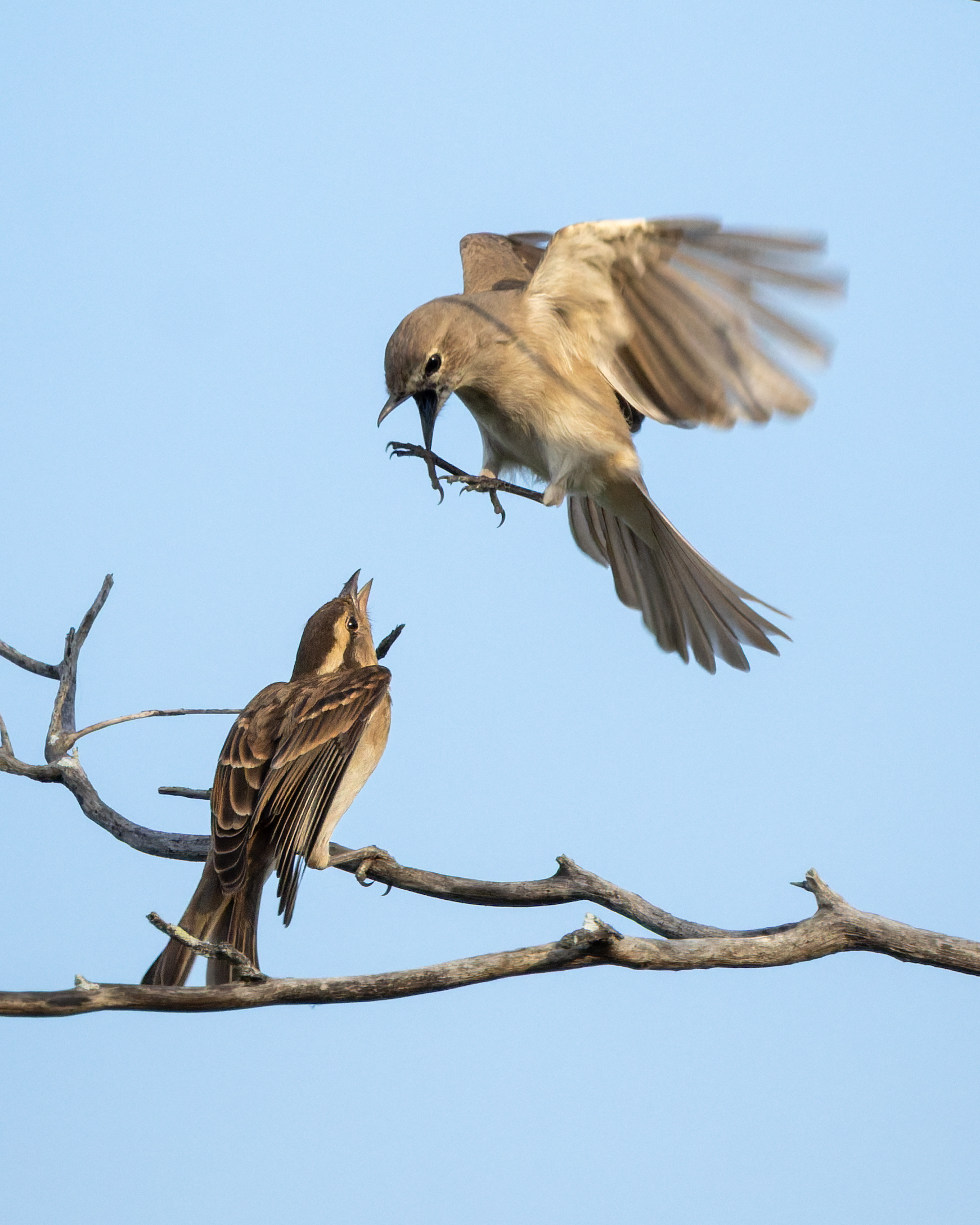 Pale Flycatcher