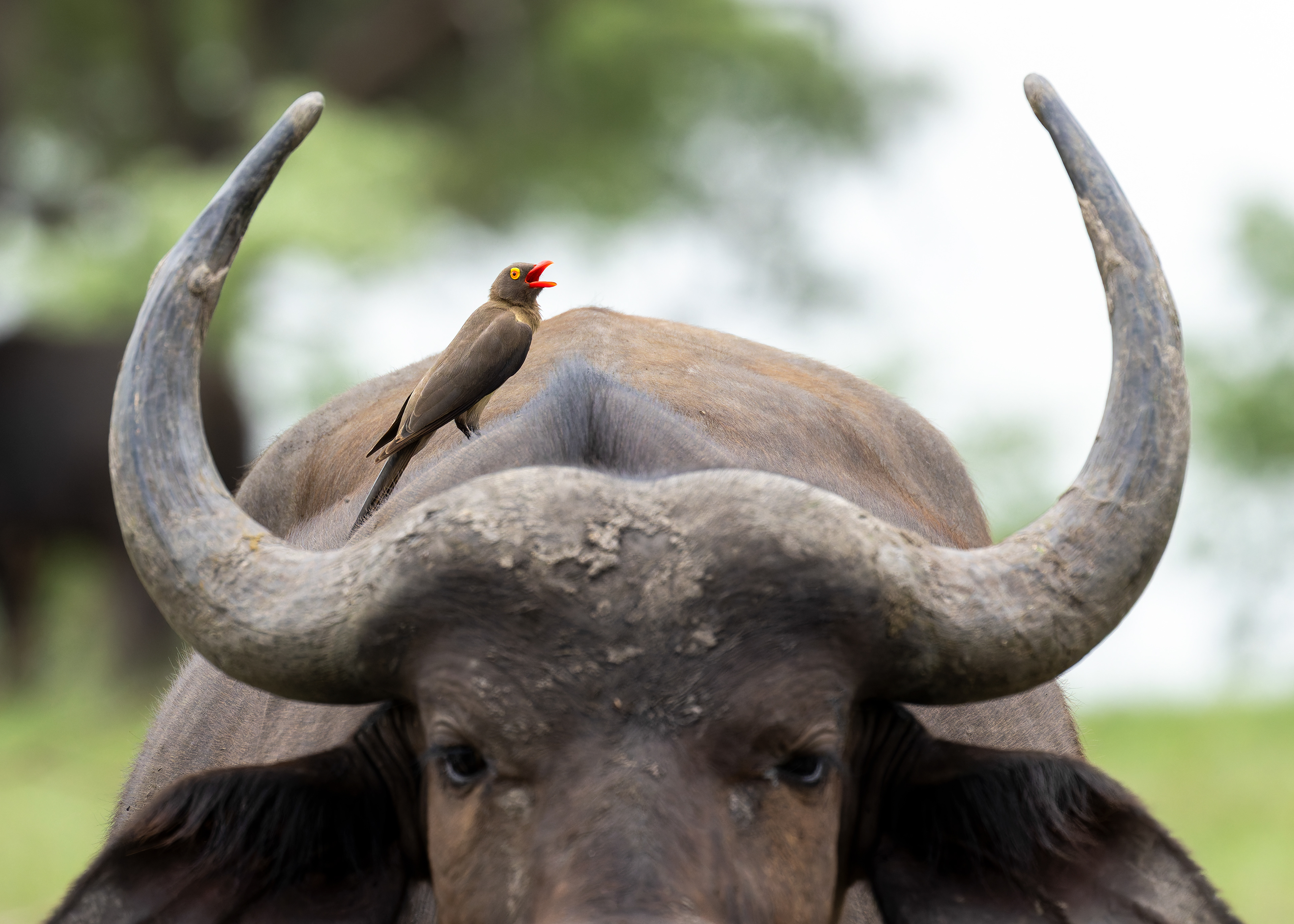 Red-billed Oxpecker