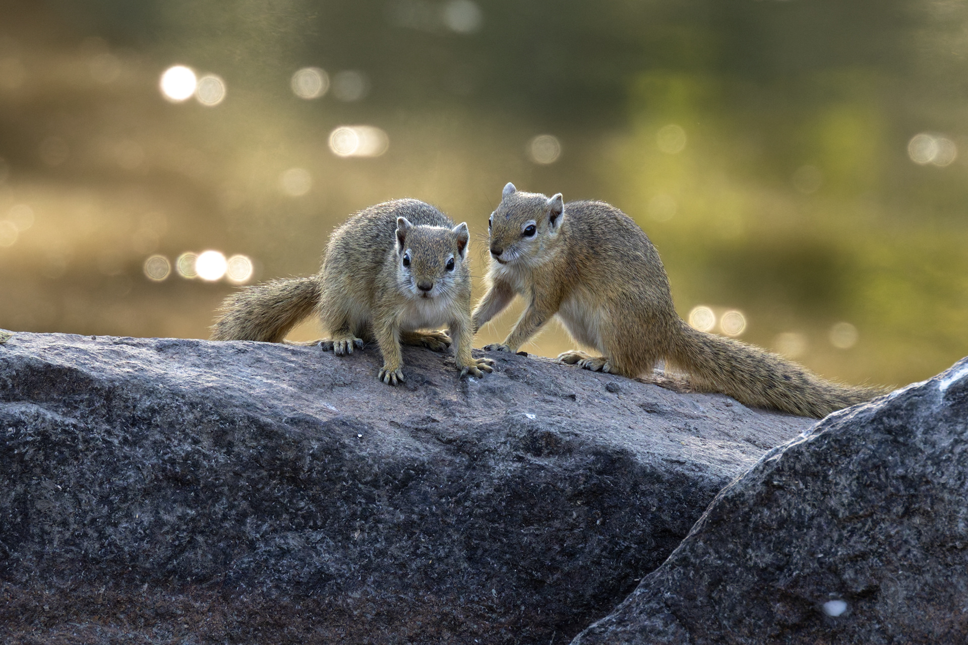 Tree Squirrel