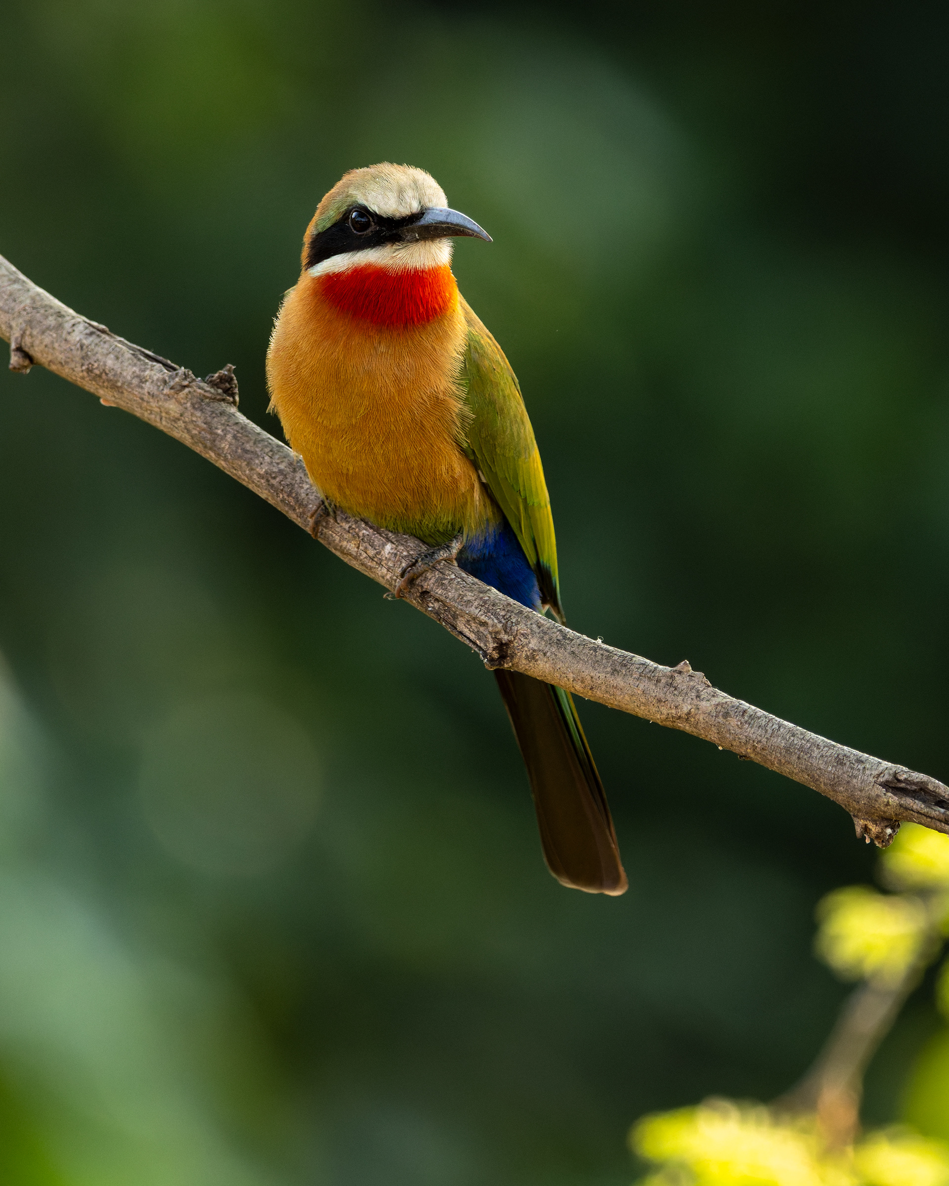White-fronted Bee-eater
