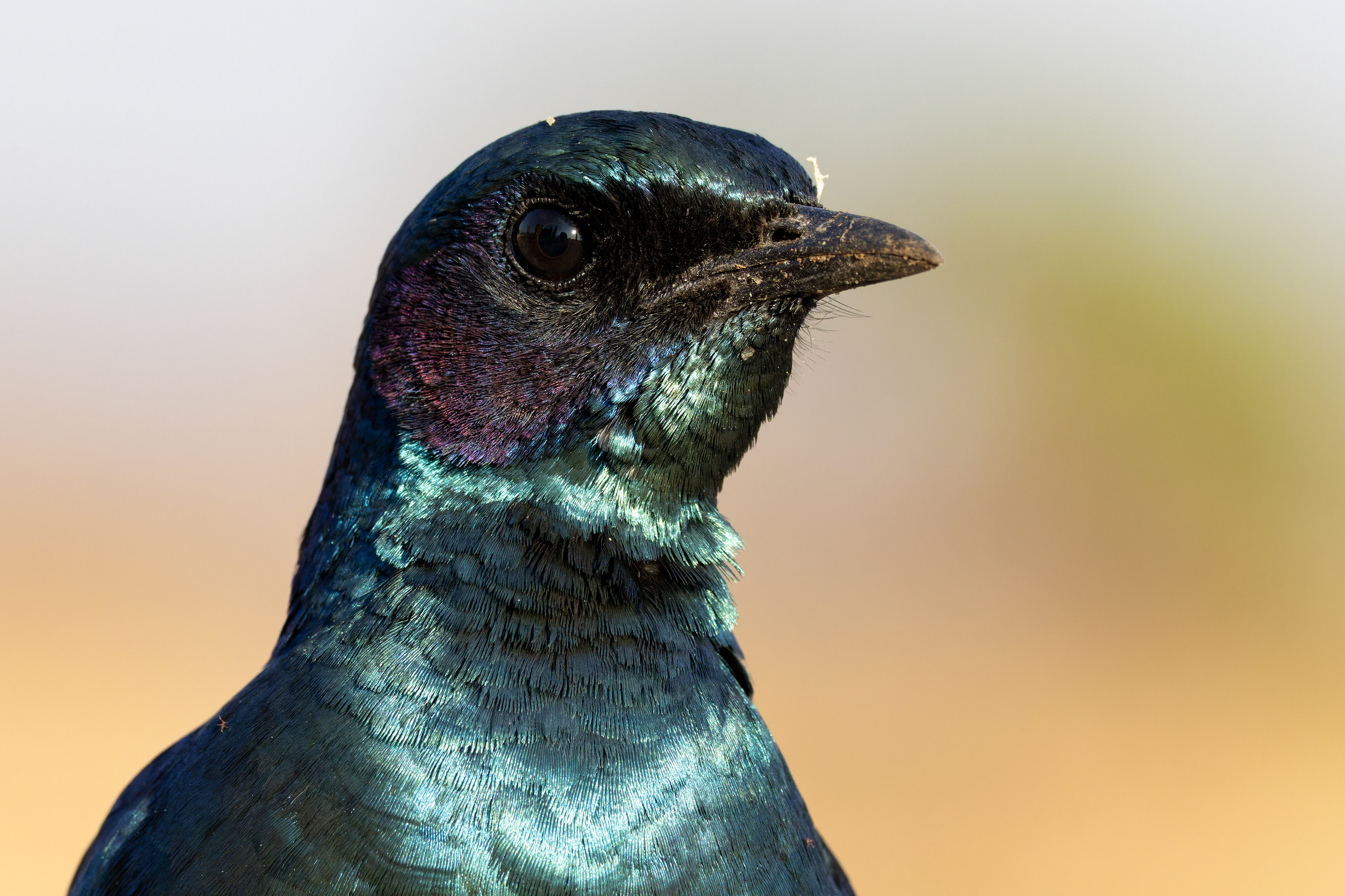 Burchell's Starling
