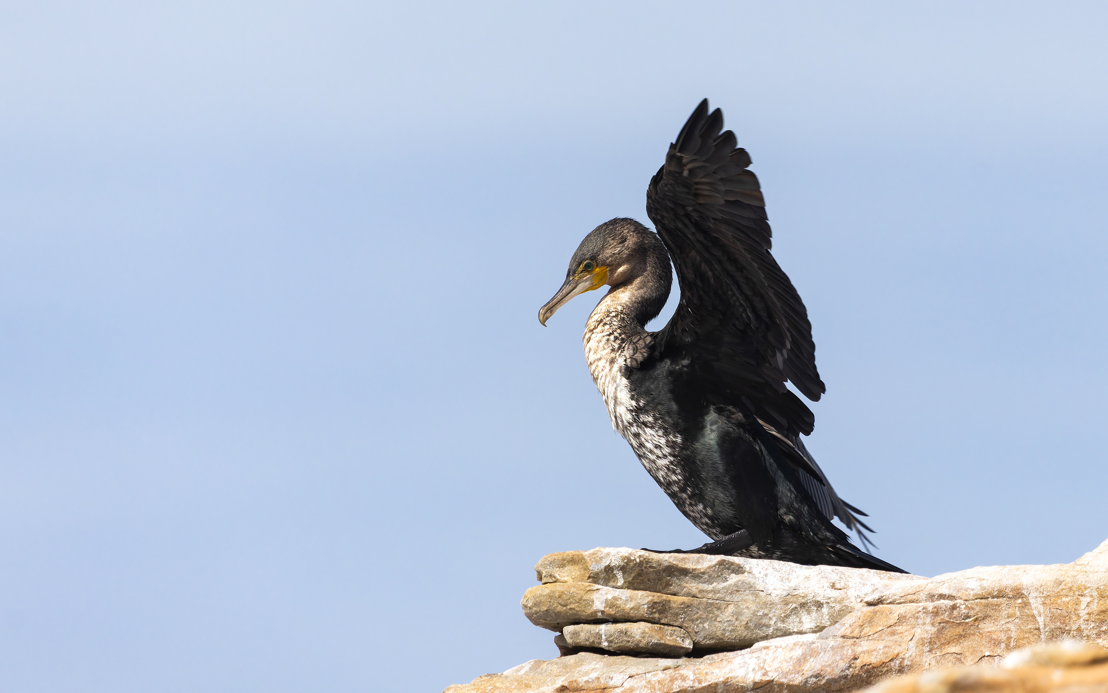 Cape Cormorant