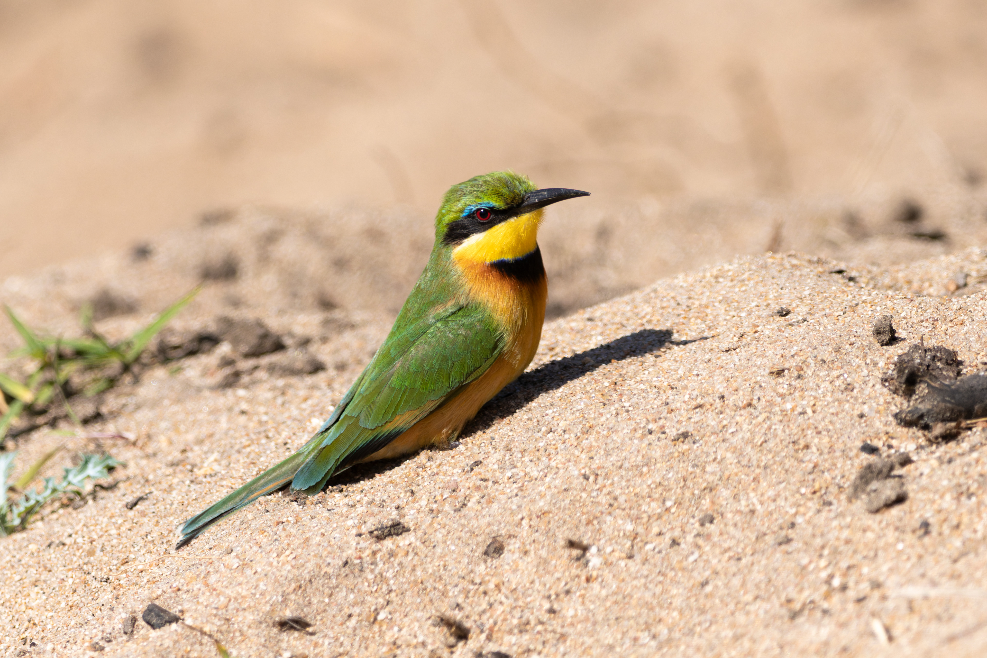 Little Bee-eater
