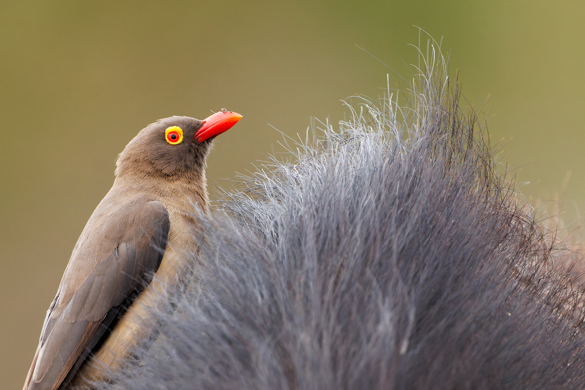 Red-billed Oxpecker