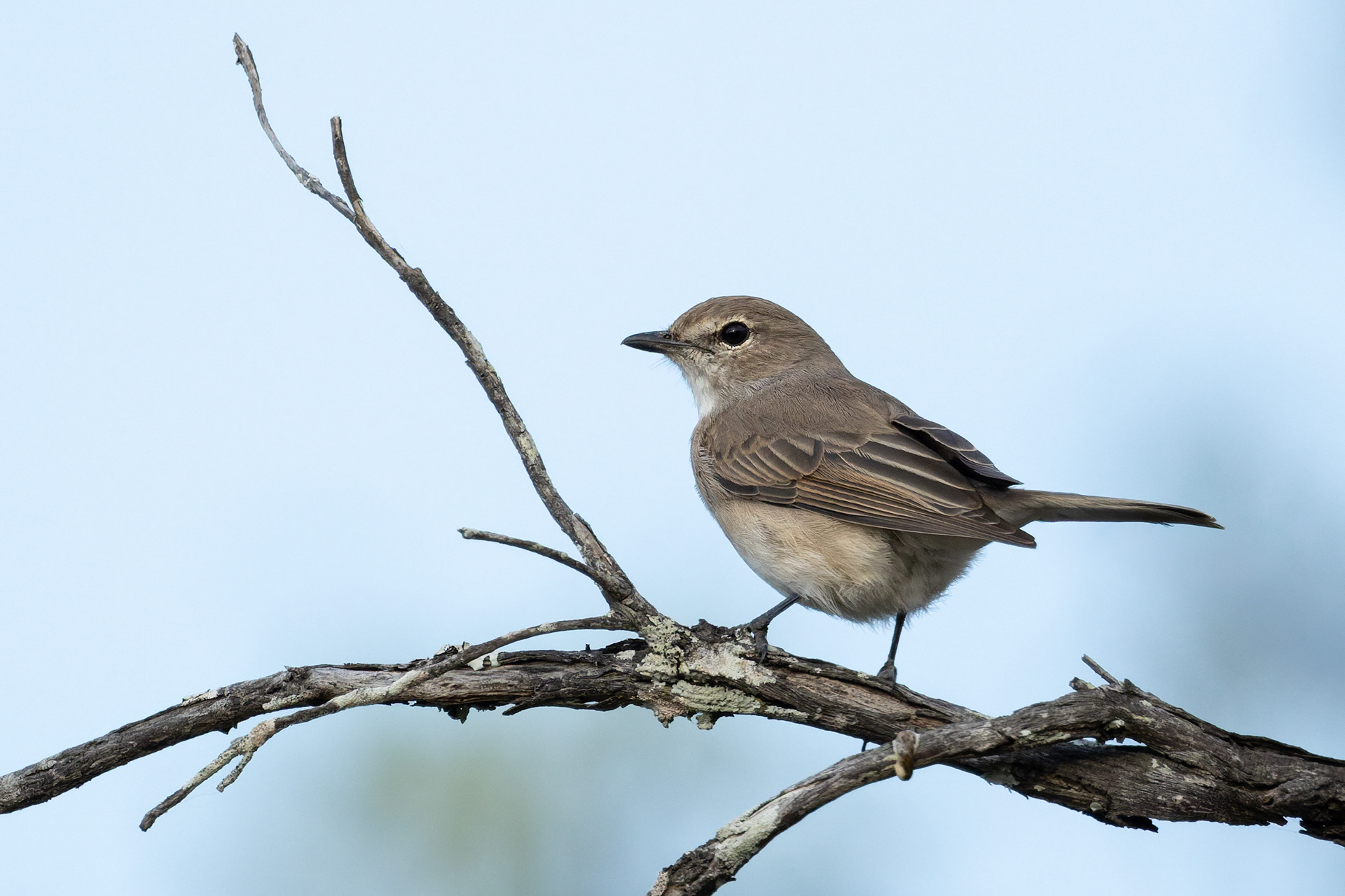 Pale Flycatcher