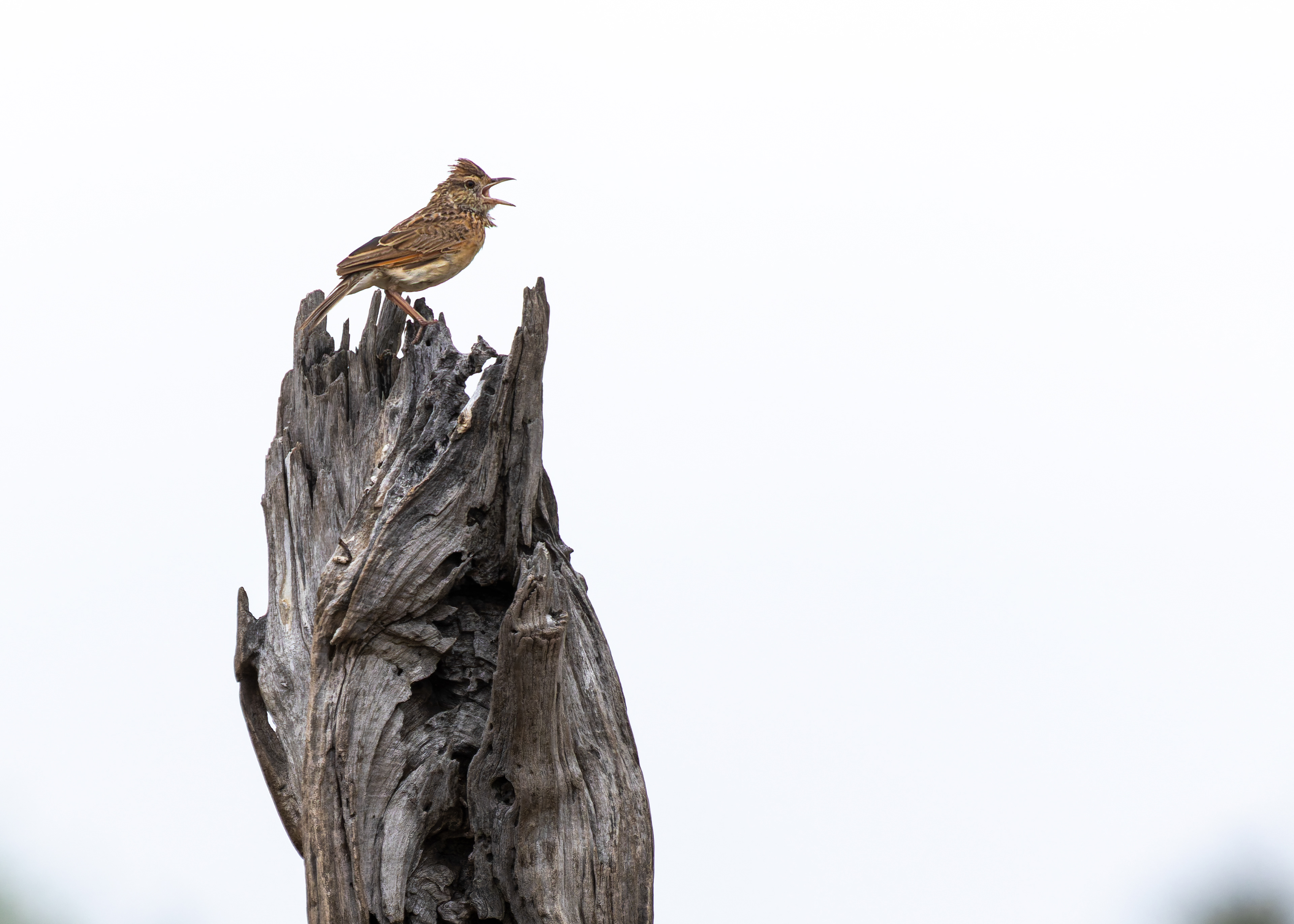 Rufous-naped Lark