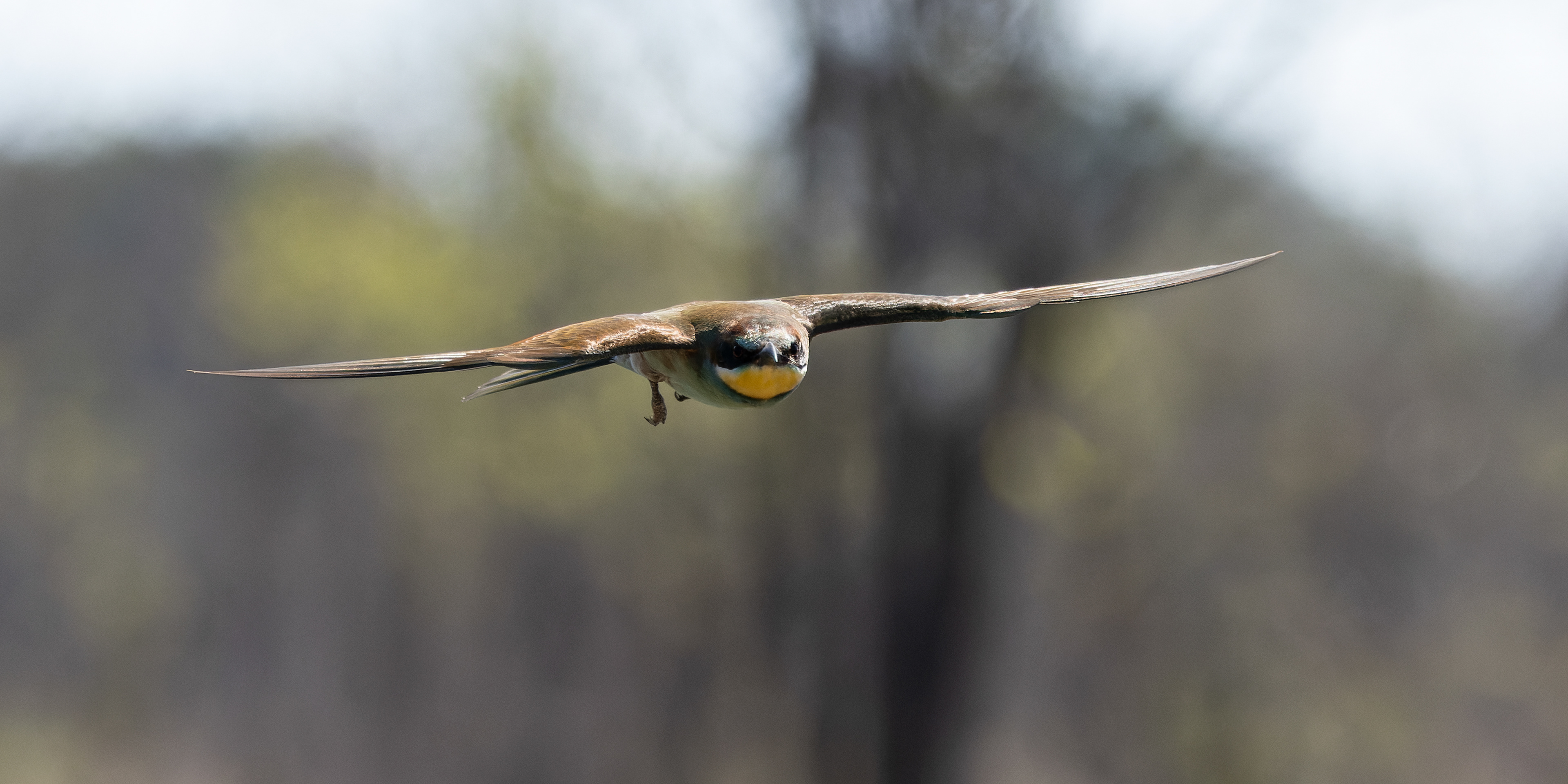 European Bee-eater
