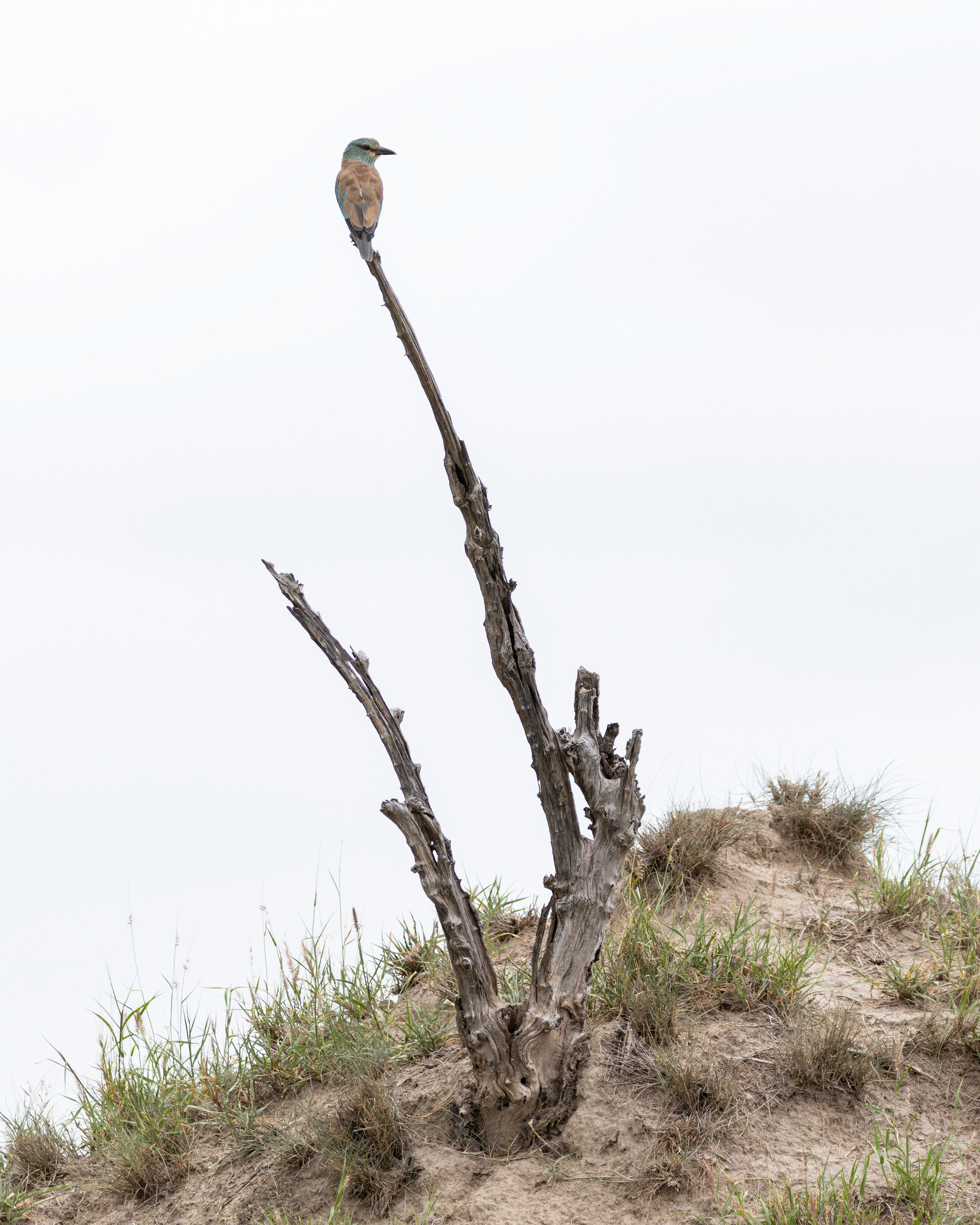 European Roller