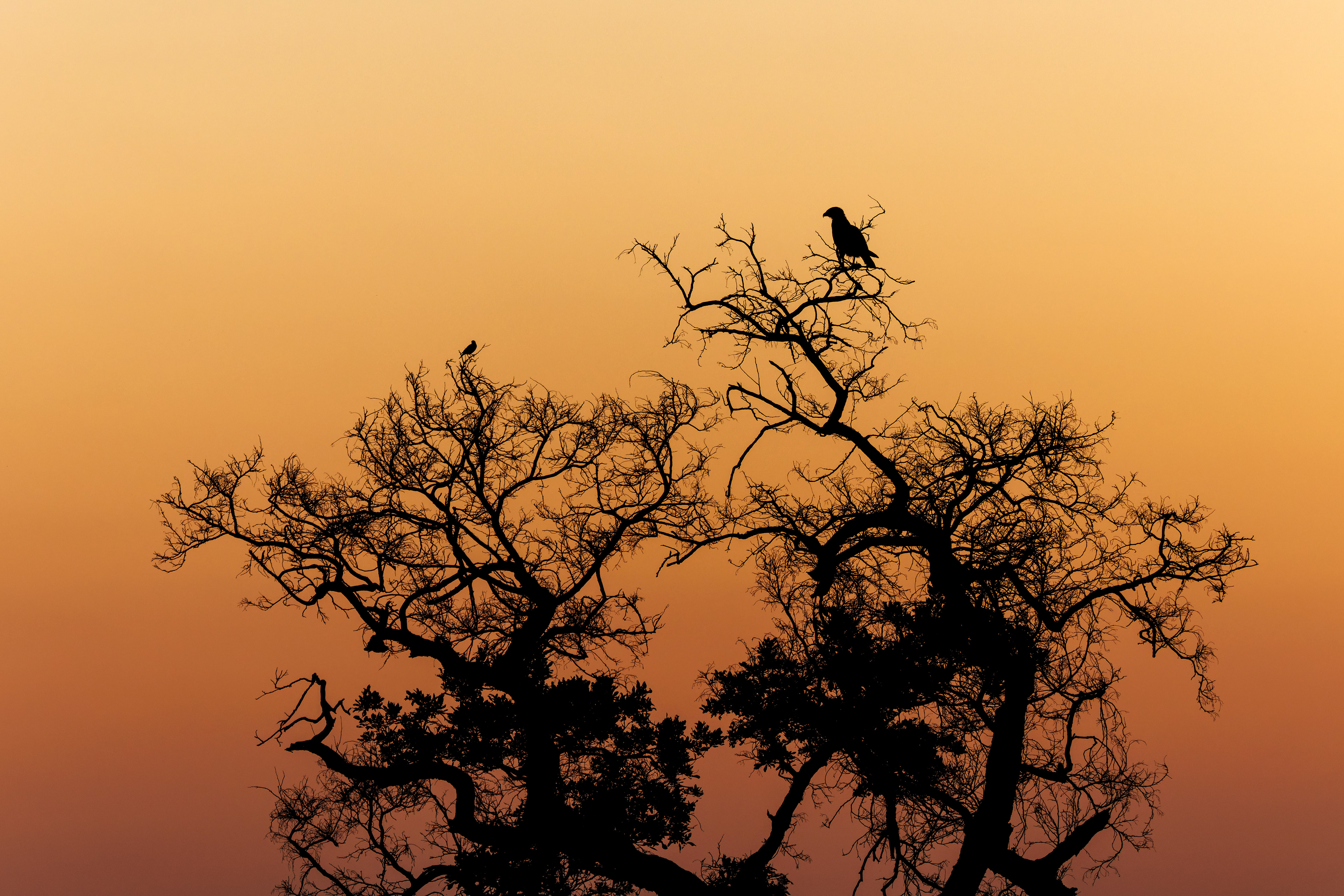 Brown Snake-eagle