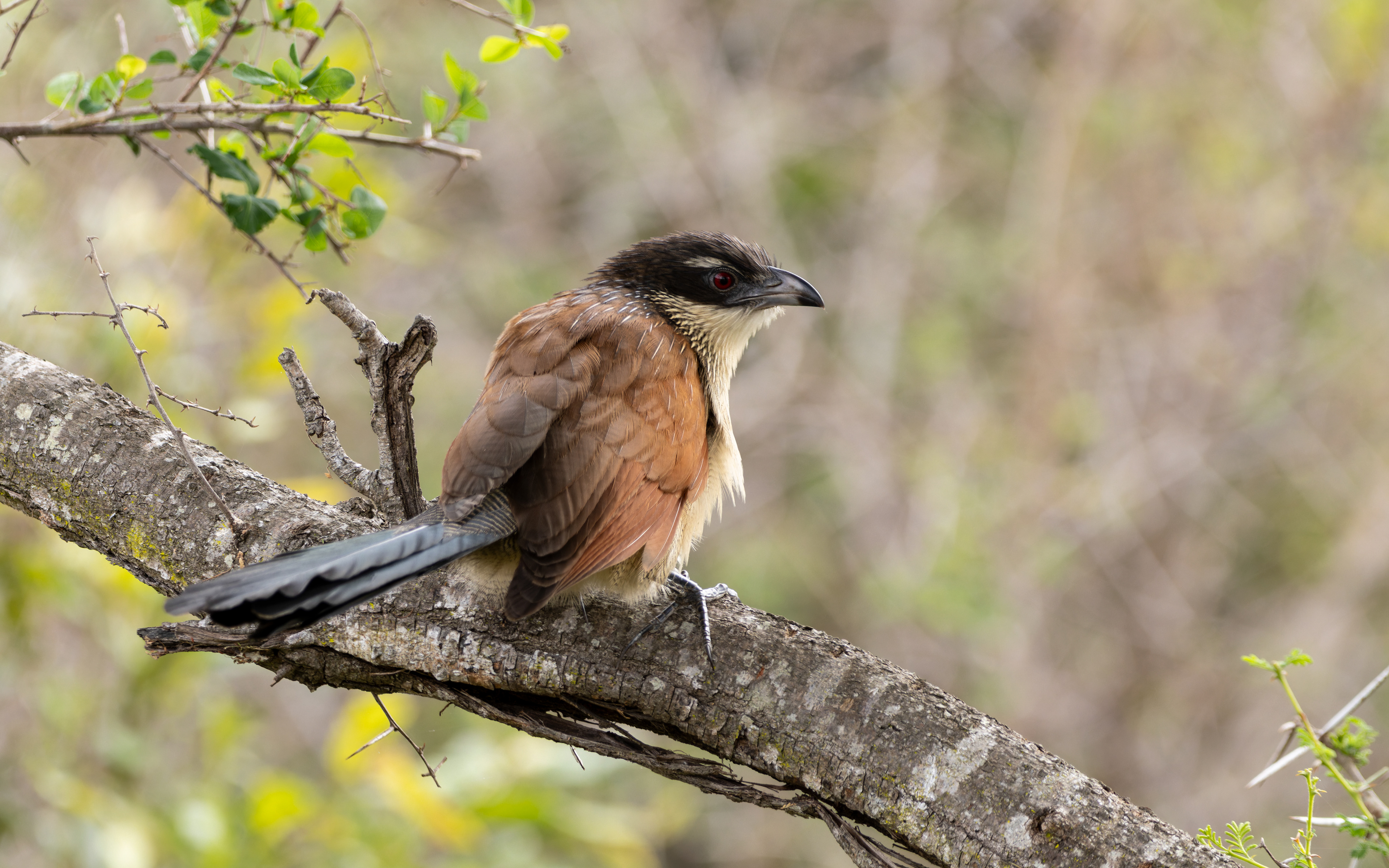Burchell's Coucal