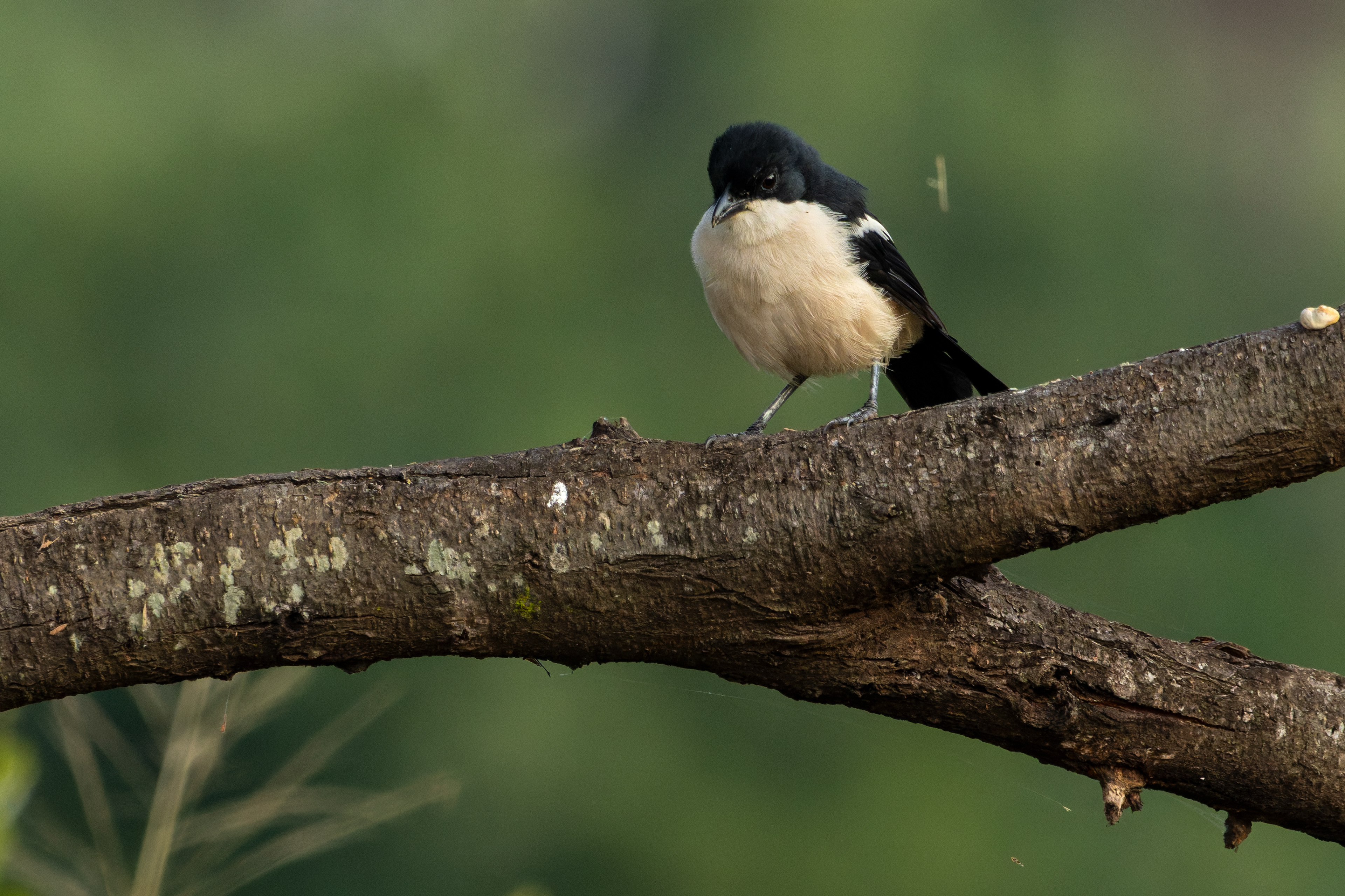 Southern Boubou