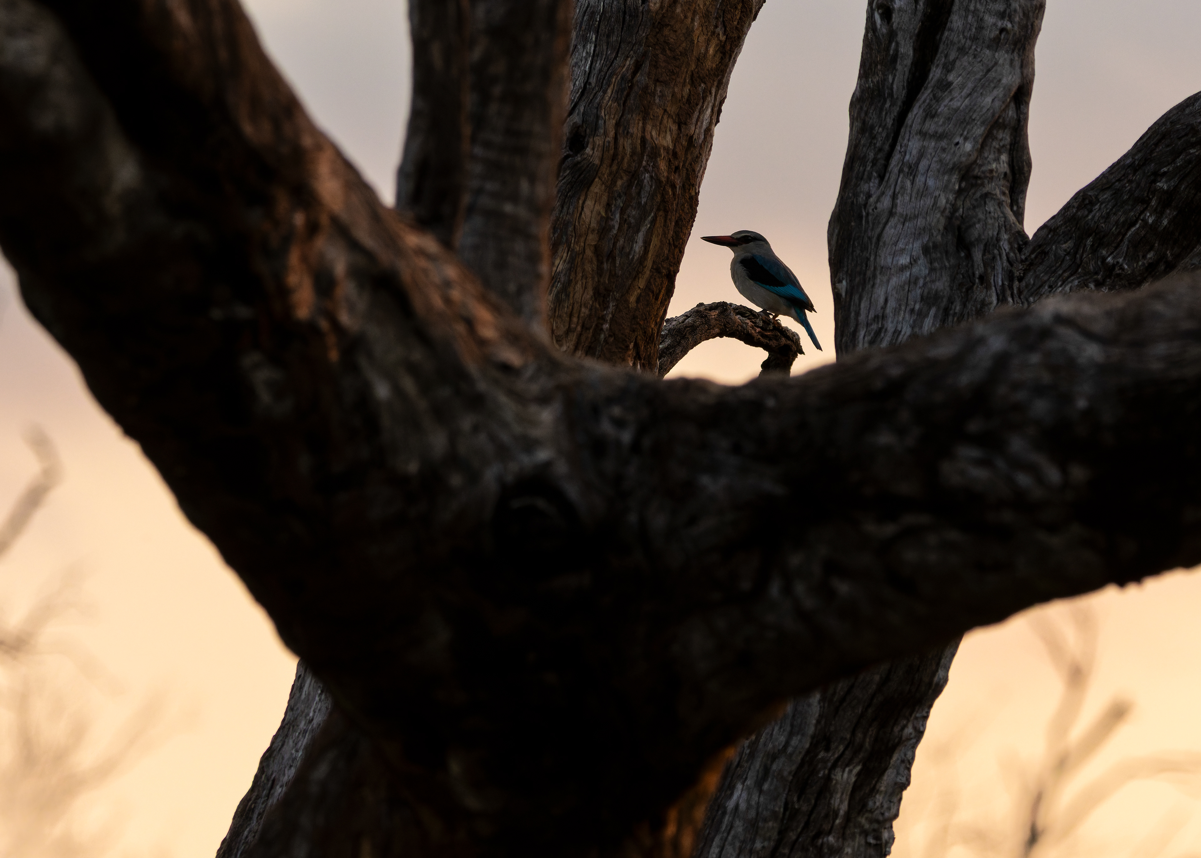 Woodland Kingfisher