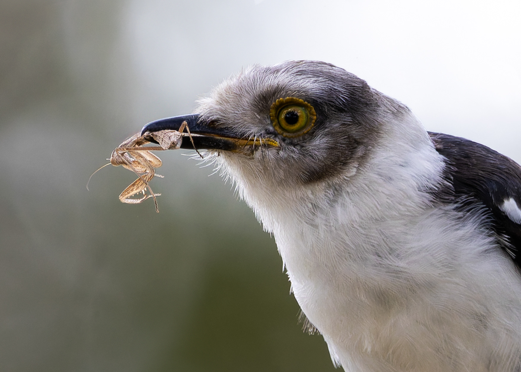 White-crested Helmetshrike