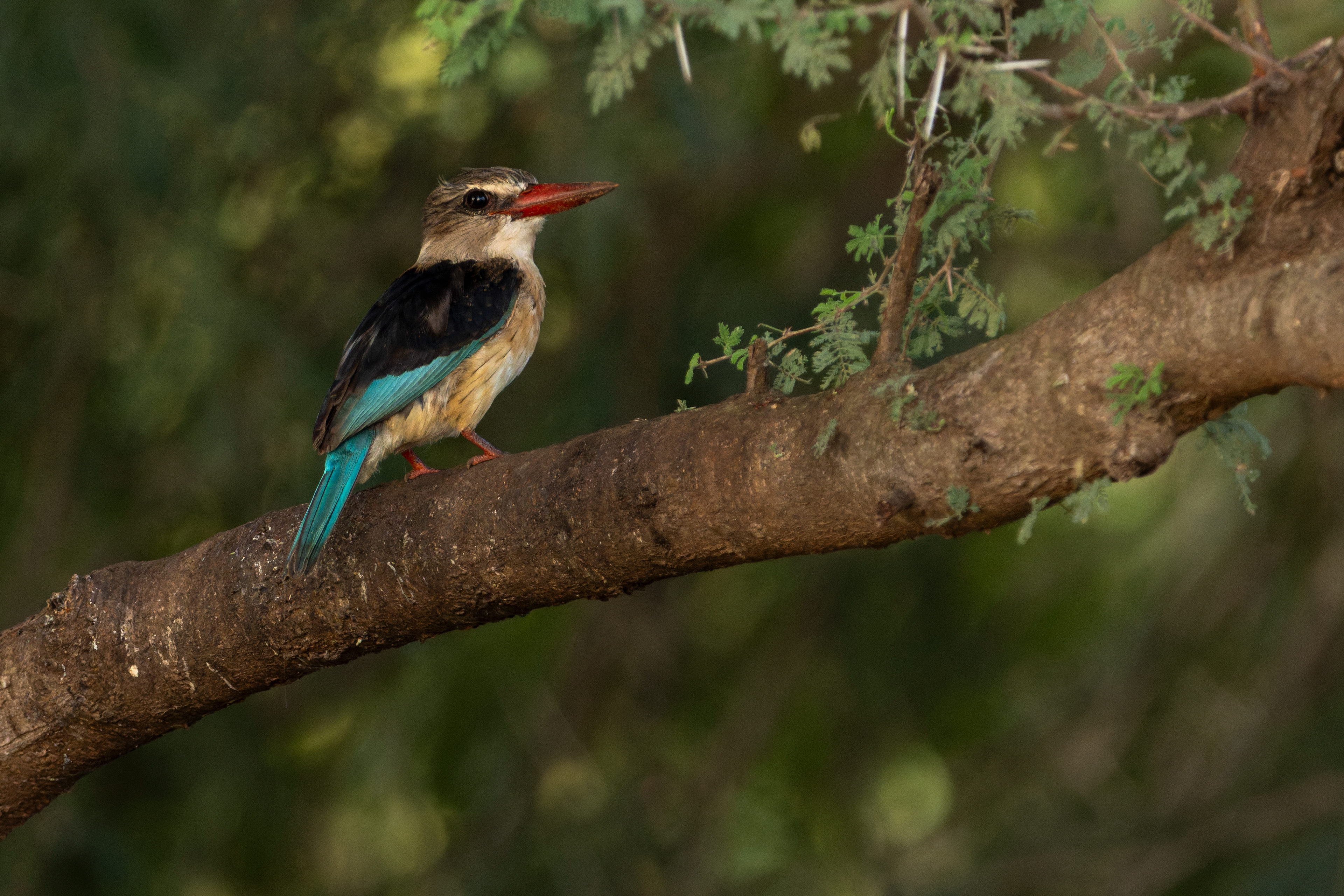 Brown-hooded Kingfisher