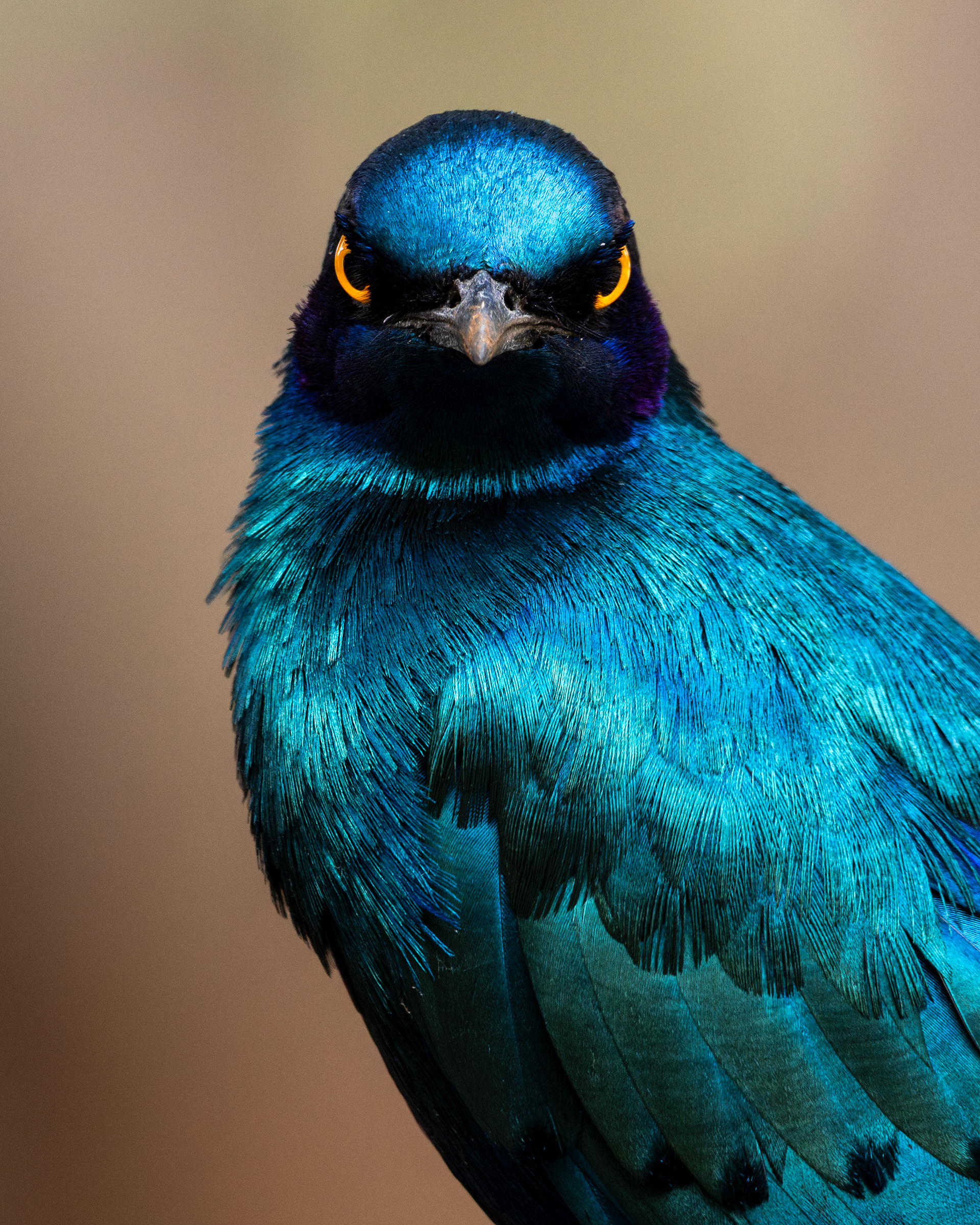 Greater Blue-eared Starling
